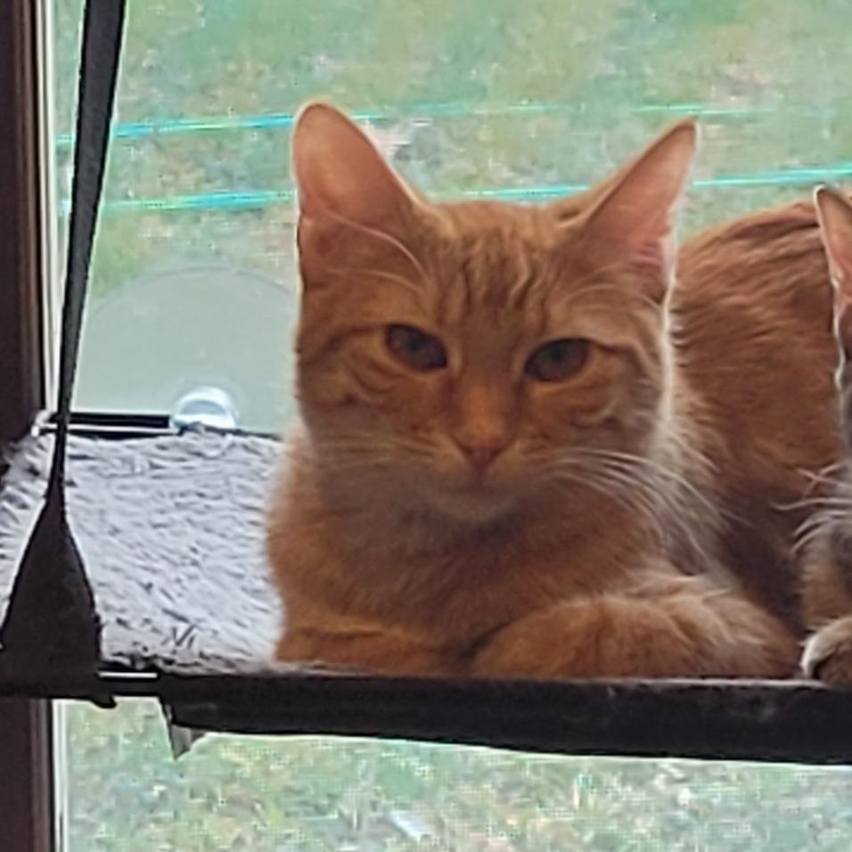 Newry, Adoptable, Young Female Domestic Short Hair.