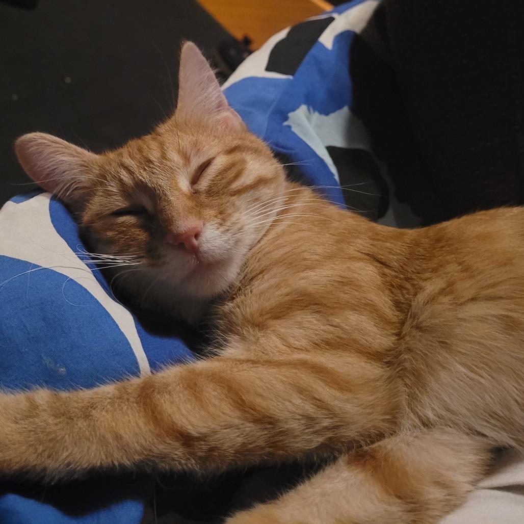 Enlarge Newry, a Adoptable Domestic Short Hair in St. Paul, MN image 3/3