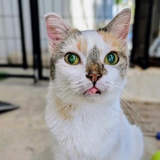 Kata — thumbnail 3