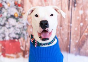 Provalone, Adoptable, Adult Male Mixed Breed & Mixed Breed.