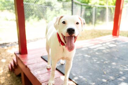 Enlarge Provalone, a Adoptable mixed breed in Carrollton, TX image 2/3