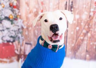 Enlarge Provalone, a Adoptable mixed breed in Carrollton, TX image 3/3