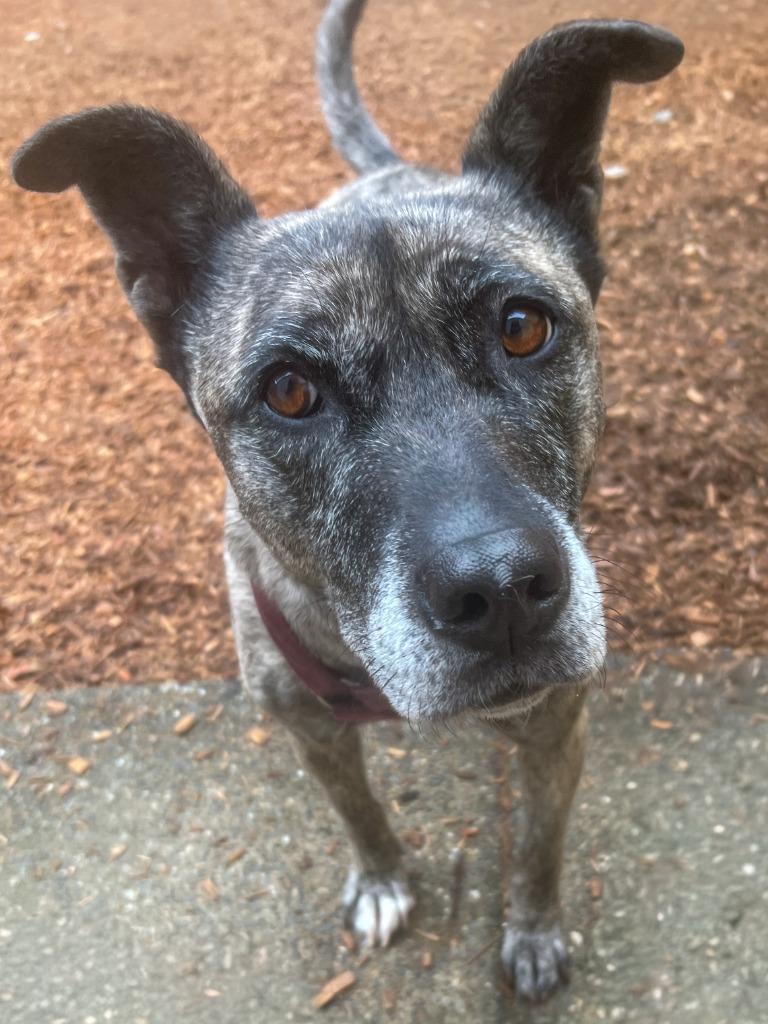 Athena, a Adoptable mixed breed in Vashon, WA image 1/5