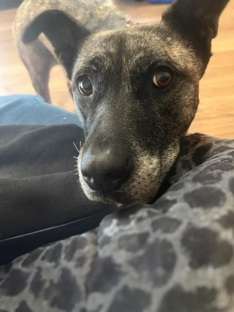 Athena, a Adoptable mixed breed in Vashon, WA image 2/5