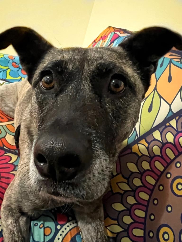 Athena, a Adoptable mixed breed in Vashon, WA image 3/5