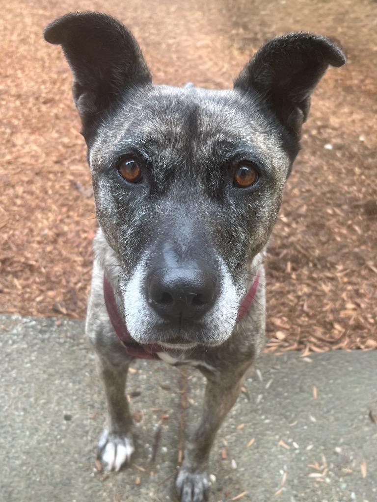 Athena, a Adoptable mixed breed in Vashon, WA image 4/5