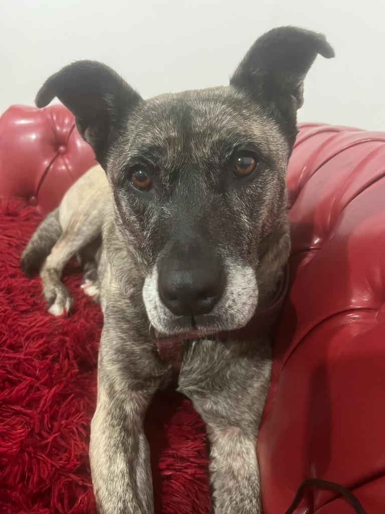 Athena, a Adoptable mixed breed in Vashon, WA image 5/5