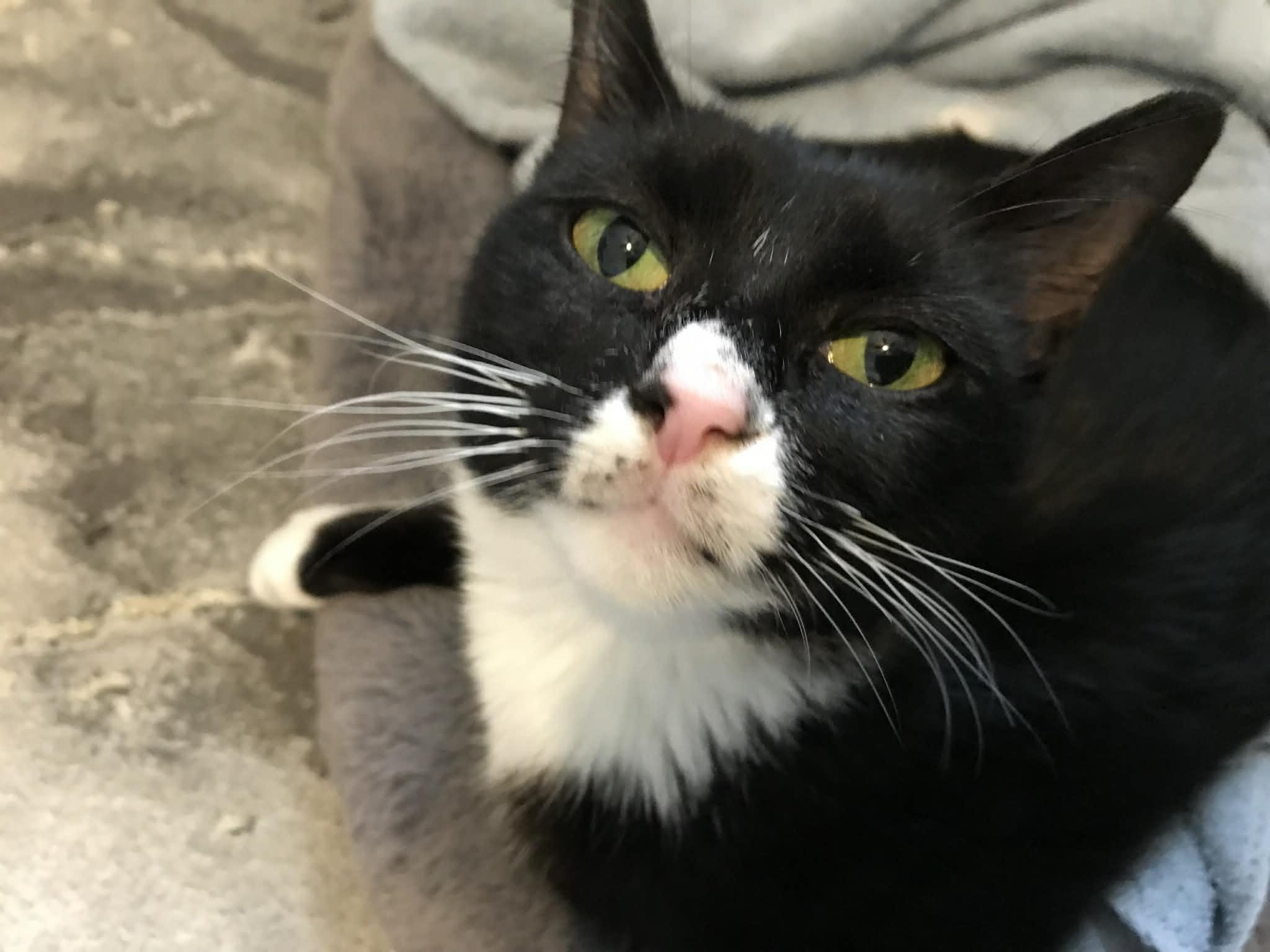 Raven, Adopted, Adult Female Domestic Short Hair.