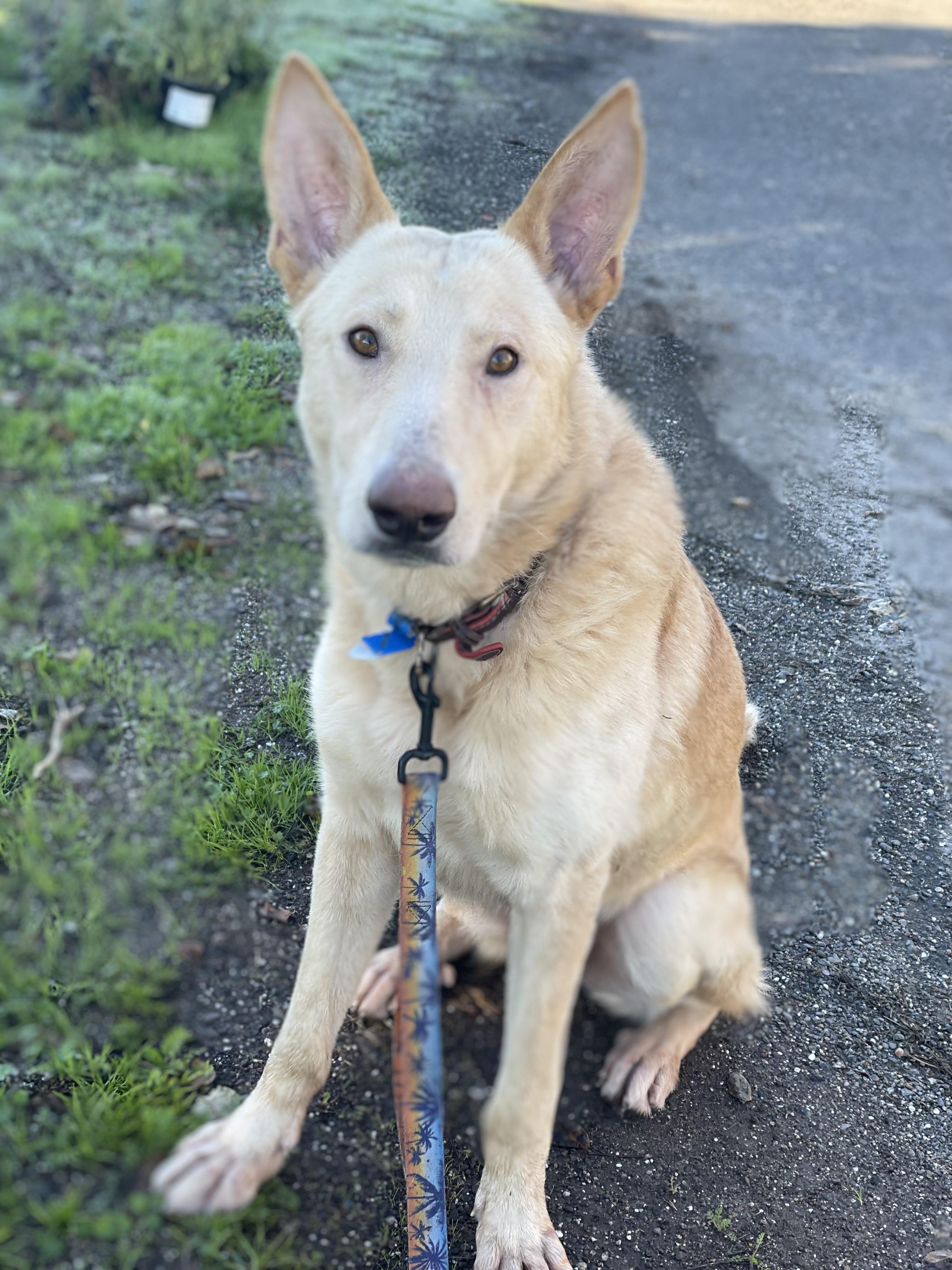 Leo, Adoptable, Young Male German Shepherd Dog.