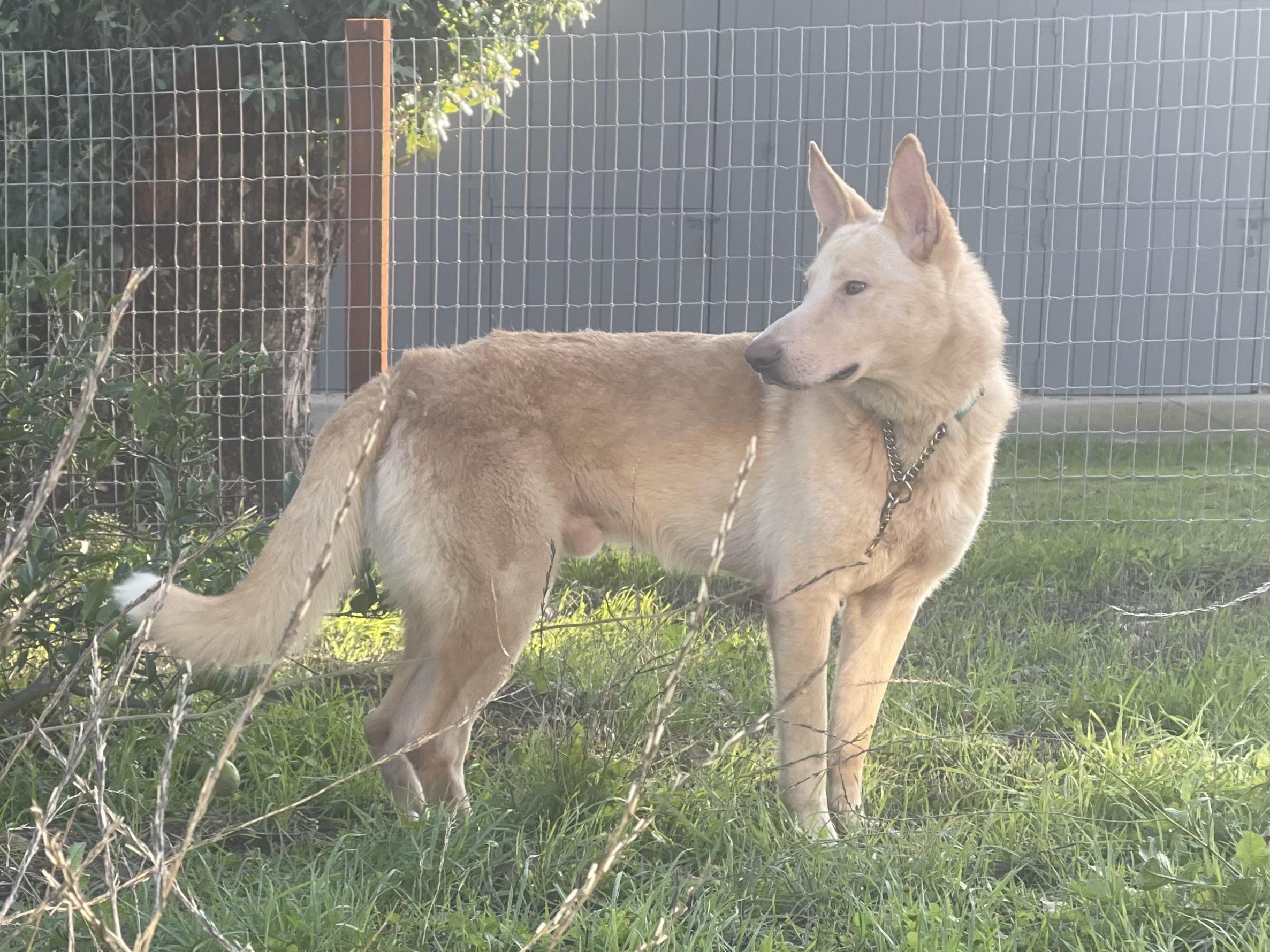 Enlarge Leo, a Adoptable mixed breed in Petaluma , CA image 2/6