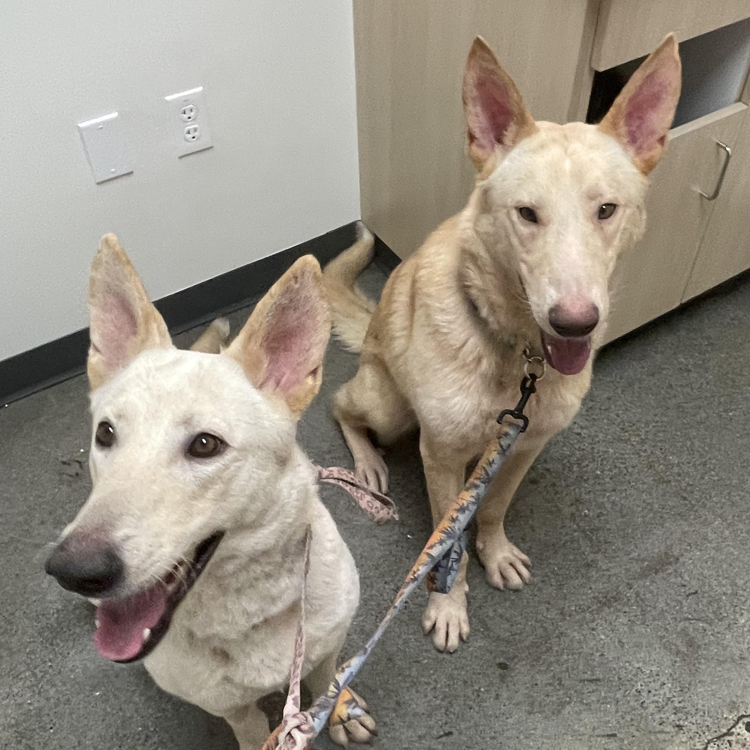 Enlarge Leo, a Adoptable mixed breed in Petaluma , CA image 5/6