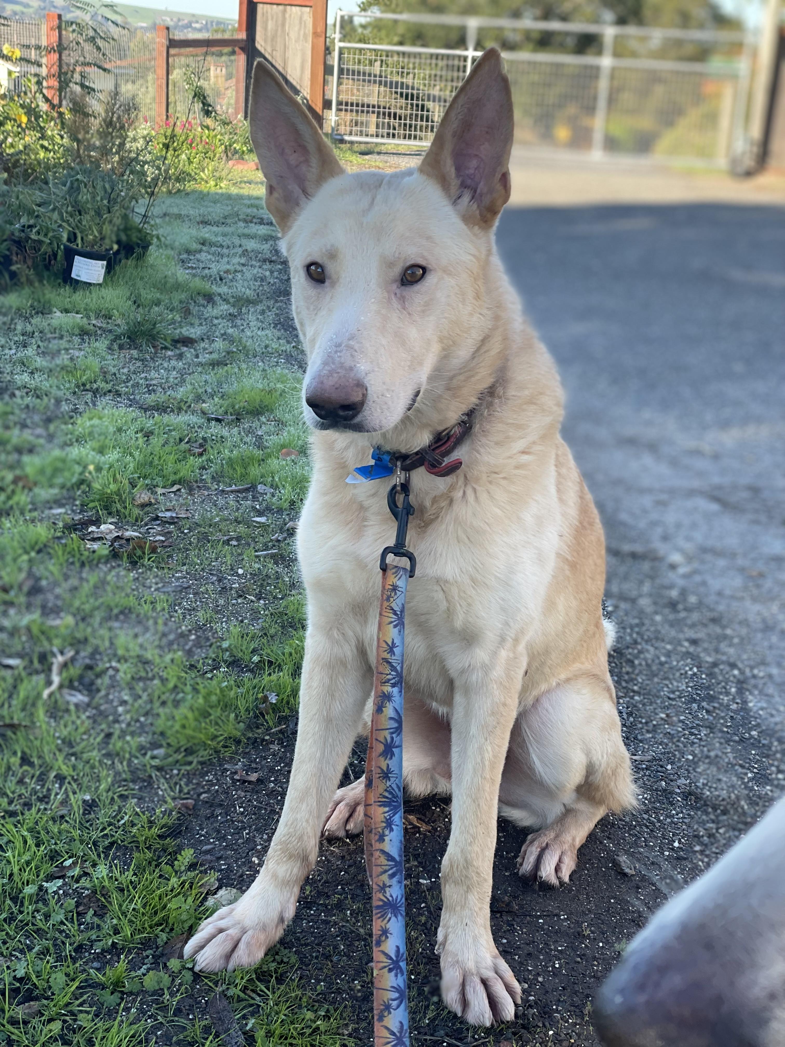 Enlarge Leo, a Adoptable mixed breed in Petaluma , CA image 6/6