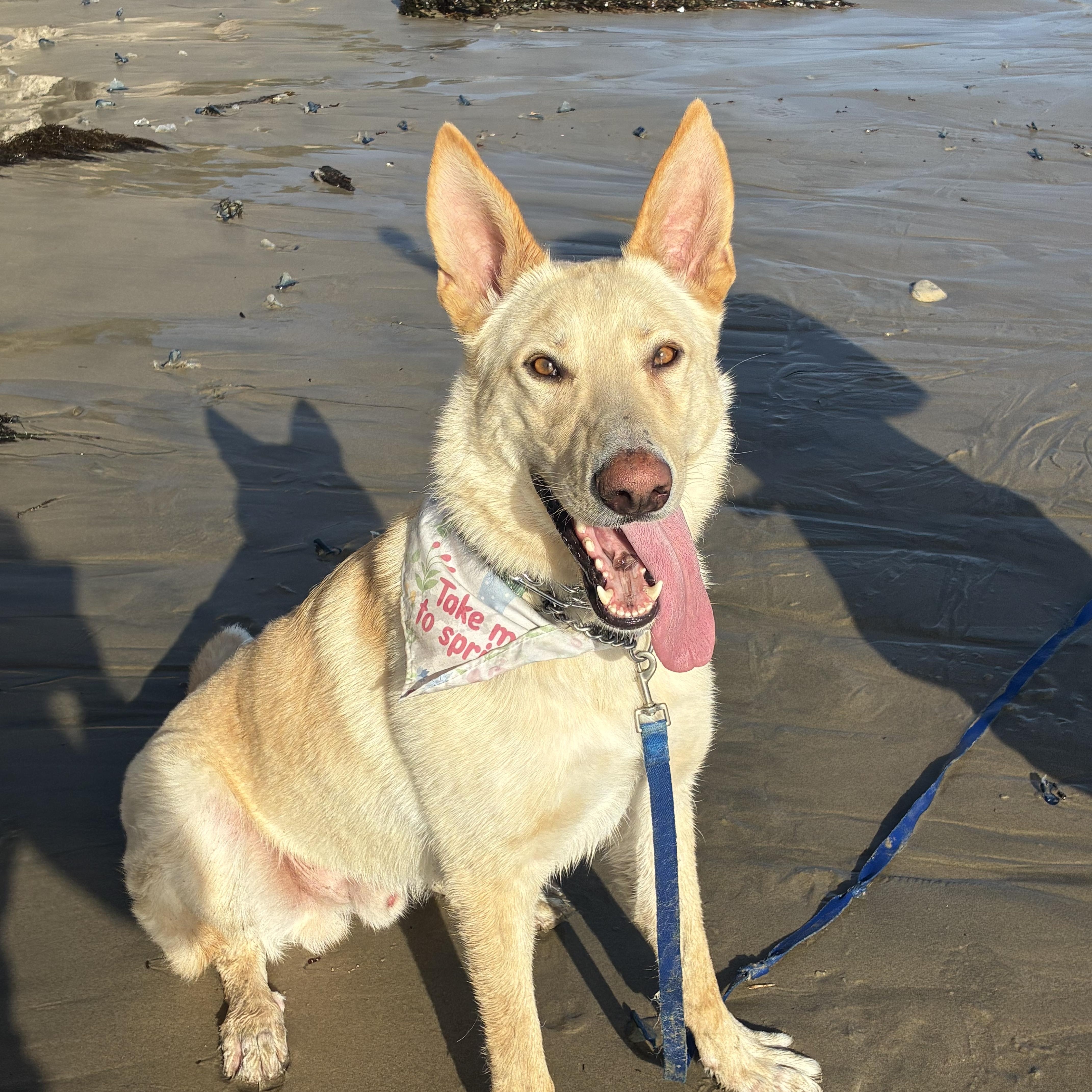 Leo, a Adoptable mixed breed in Glendale , CA image 1/6
