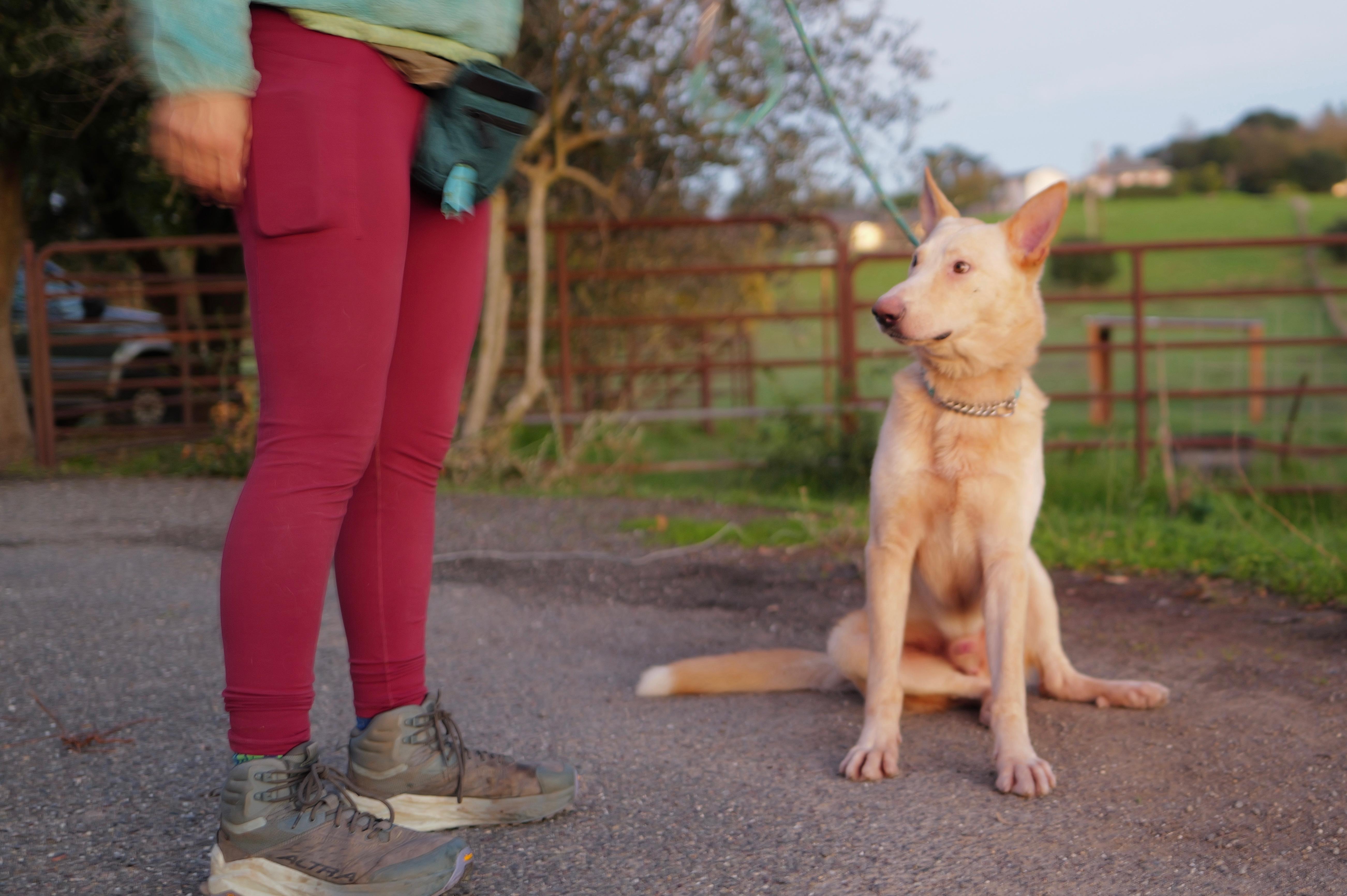 Enlarge Leo, a Adoptable mixed breed in Petaluma , CA image 3/6