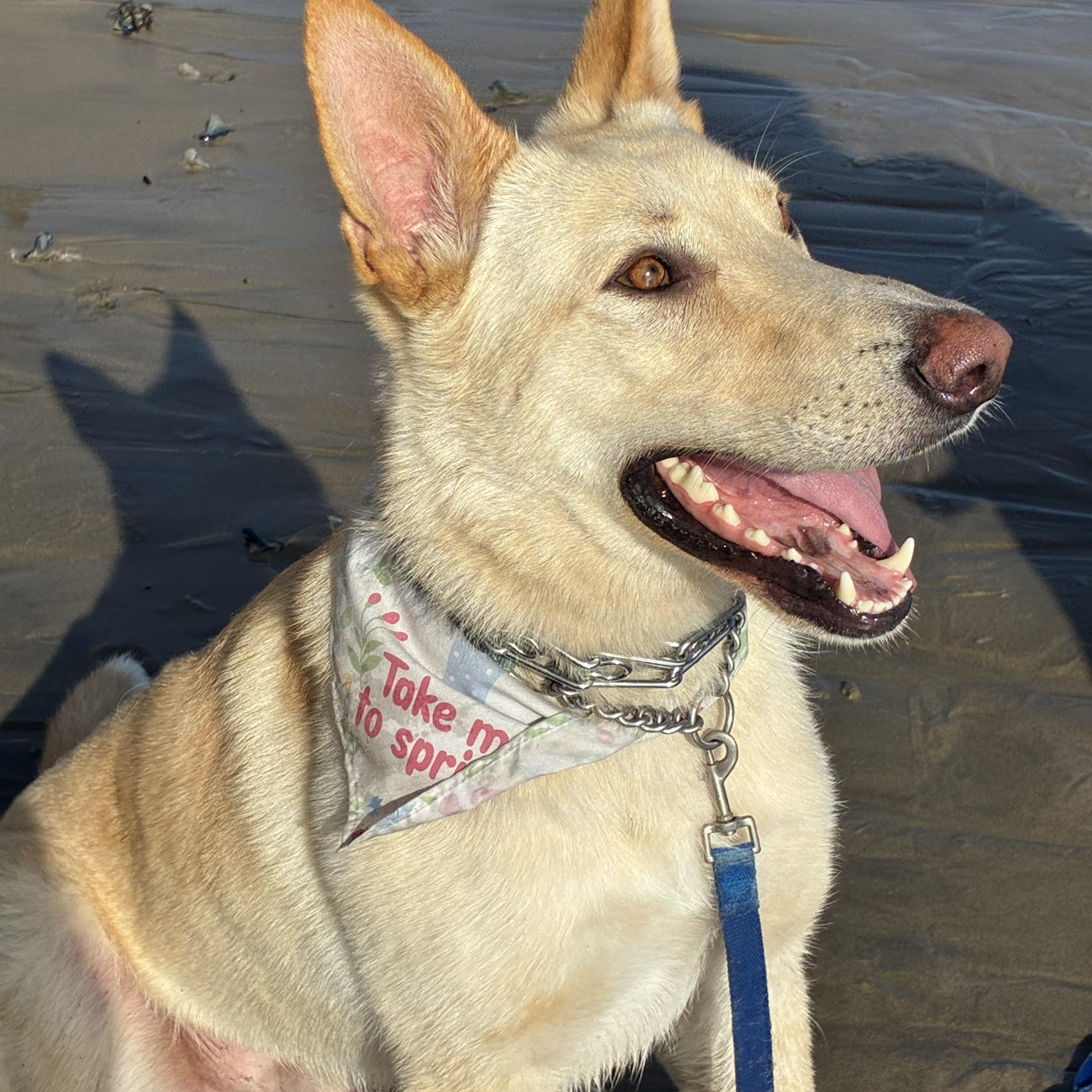Leo, a Adoptable mixed breed in Glendale , CA image 3/6