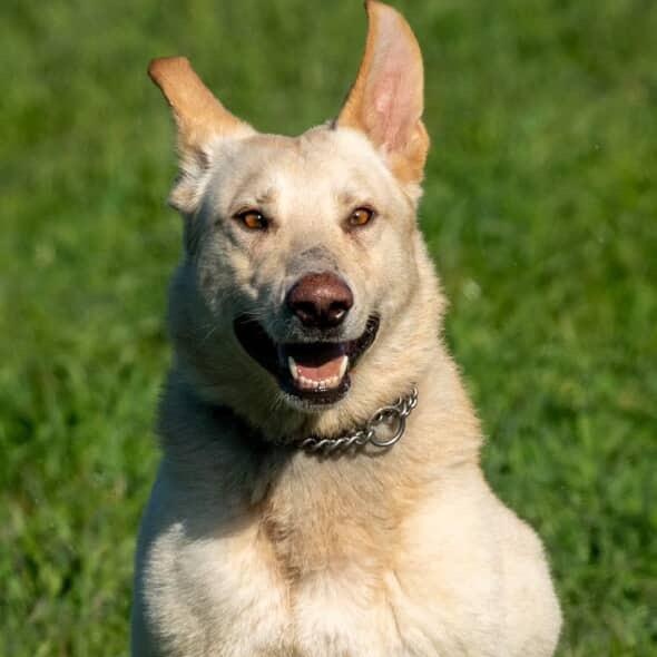 Leo, Adoptable, Young Male German Shepherd Dog.