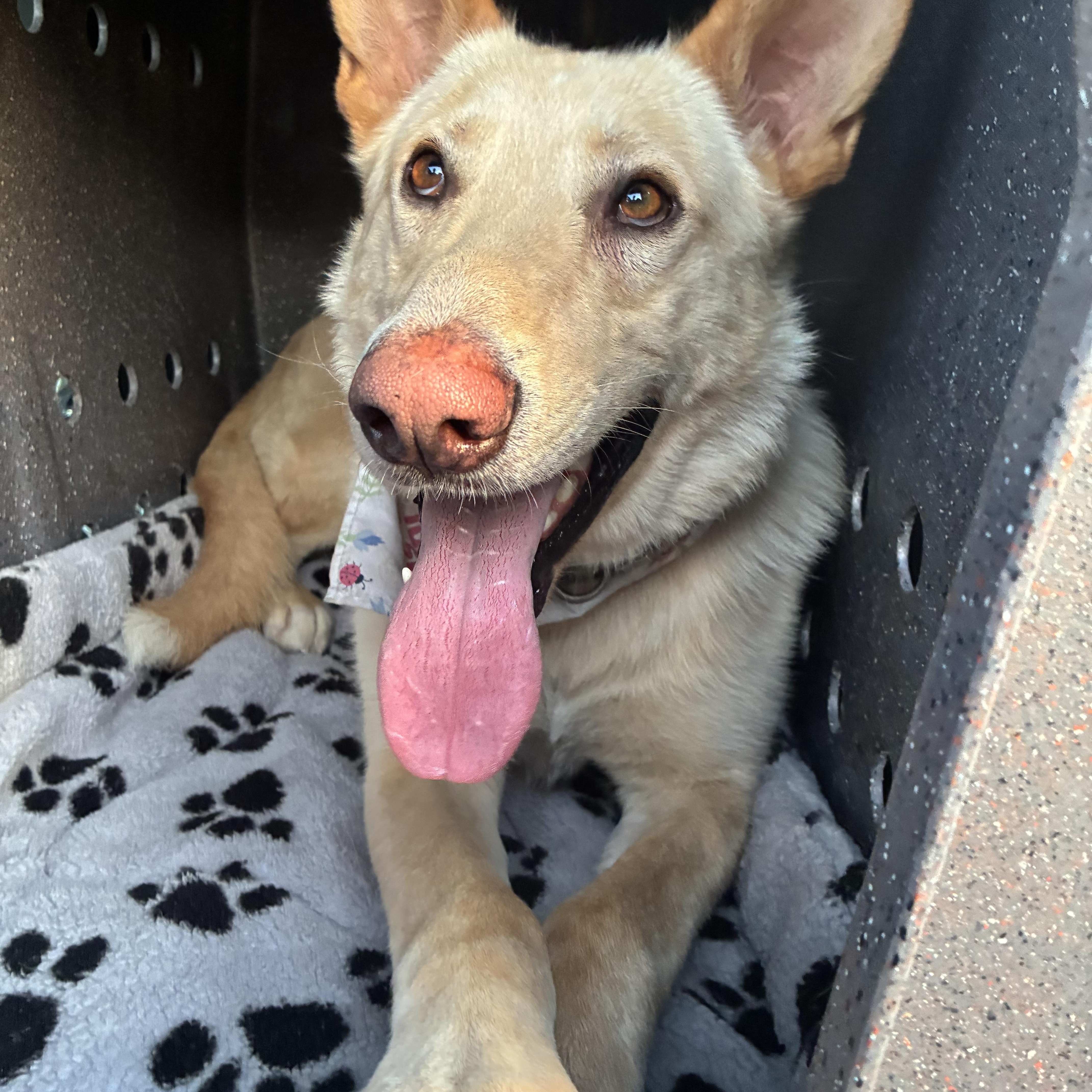Leo, a Adoptable mixed breed in Glendale , CA image 5/6