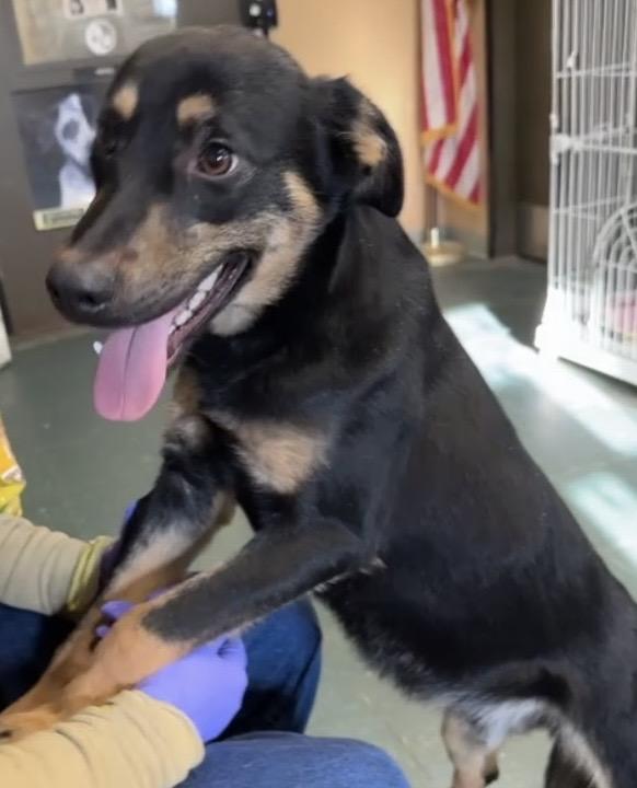 Major, a ADOPTABLE mixed breed in Somerset, NJ image 2/6