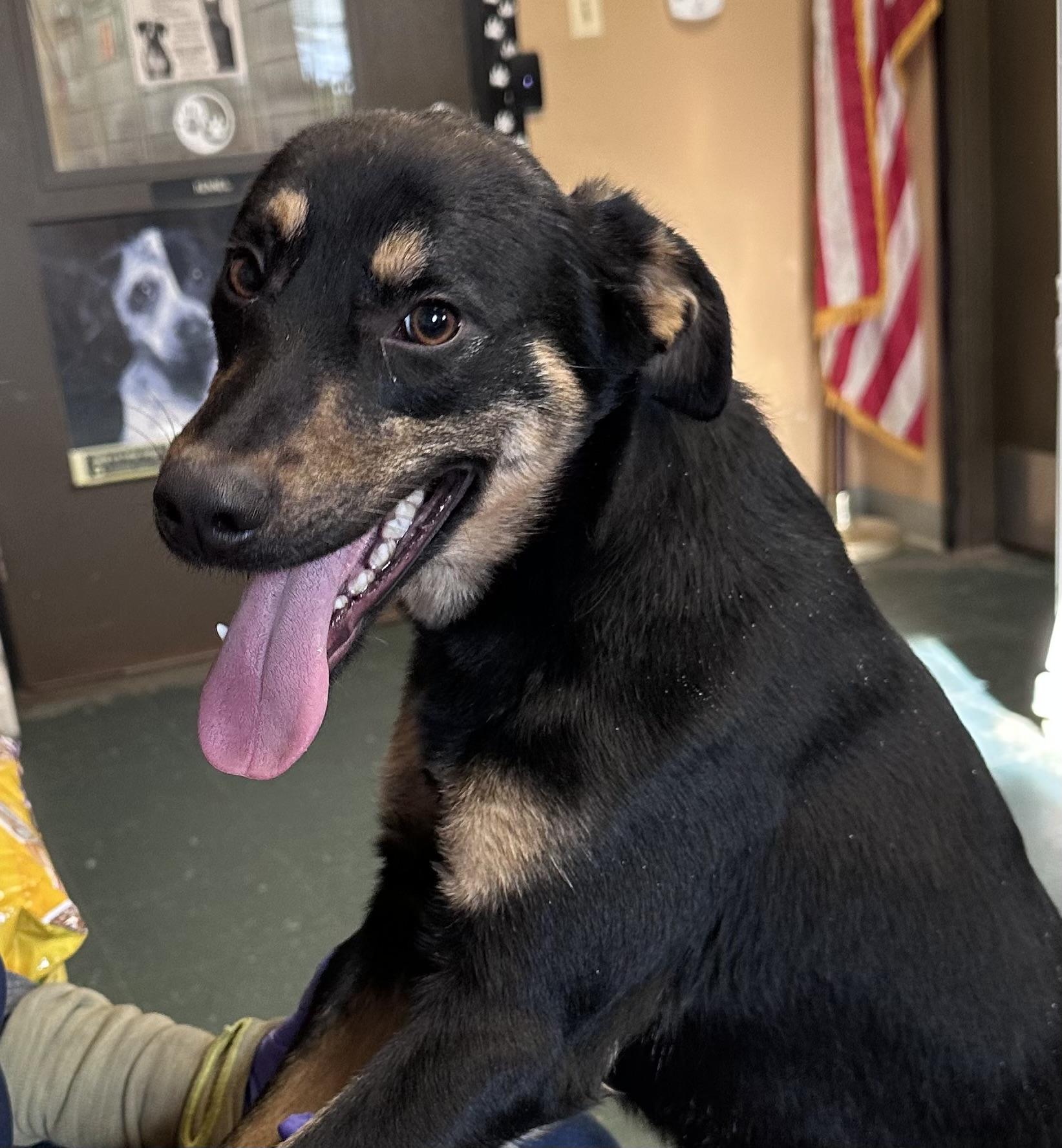 Major, a ADOPTABLE mixed breed in Somerset, NJ image 3/6