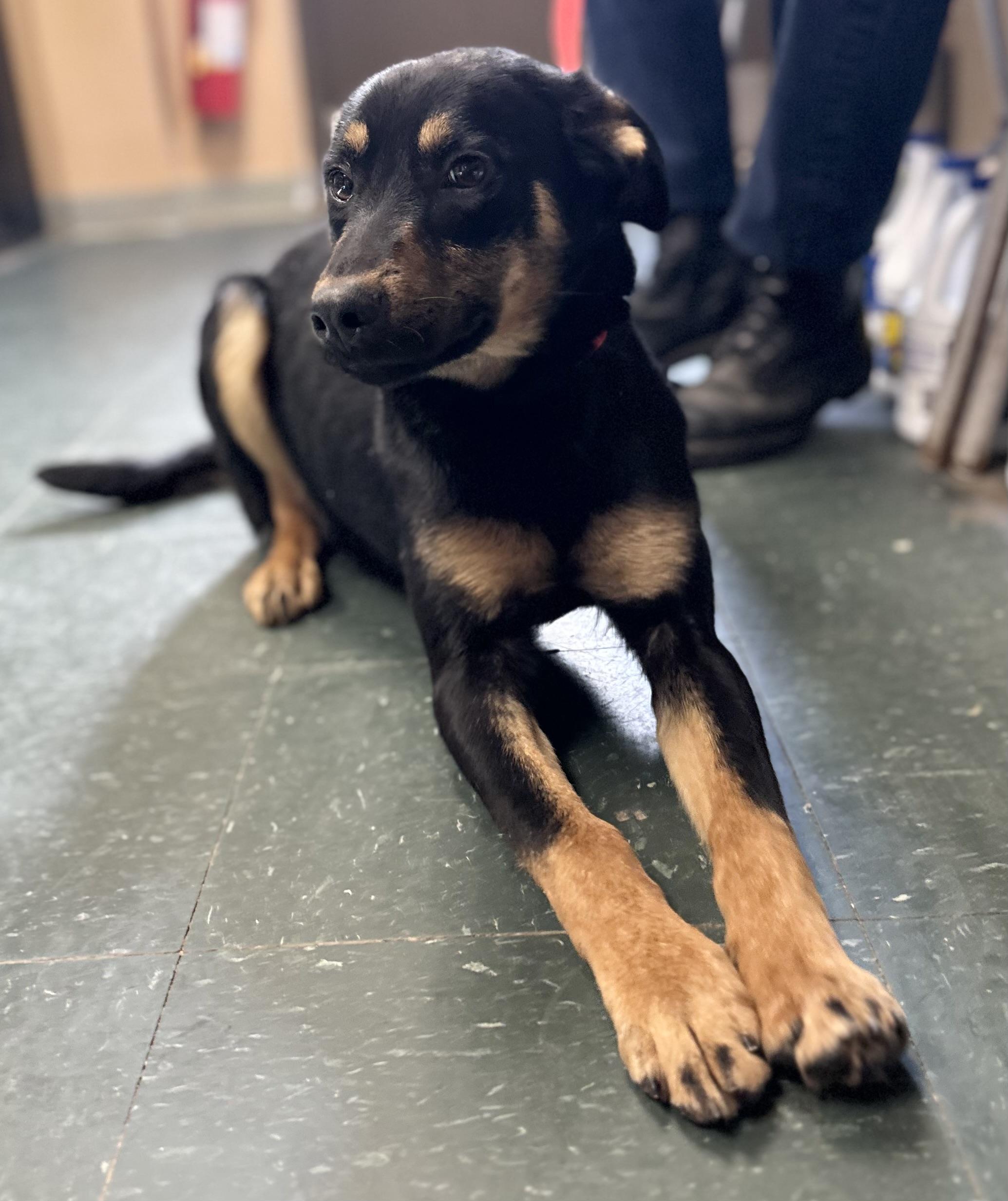 Major, a ADOPTABLE mixed breed in Somerset, NJ image 6/6