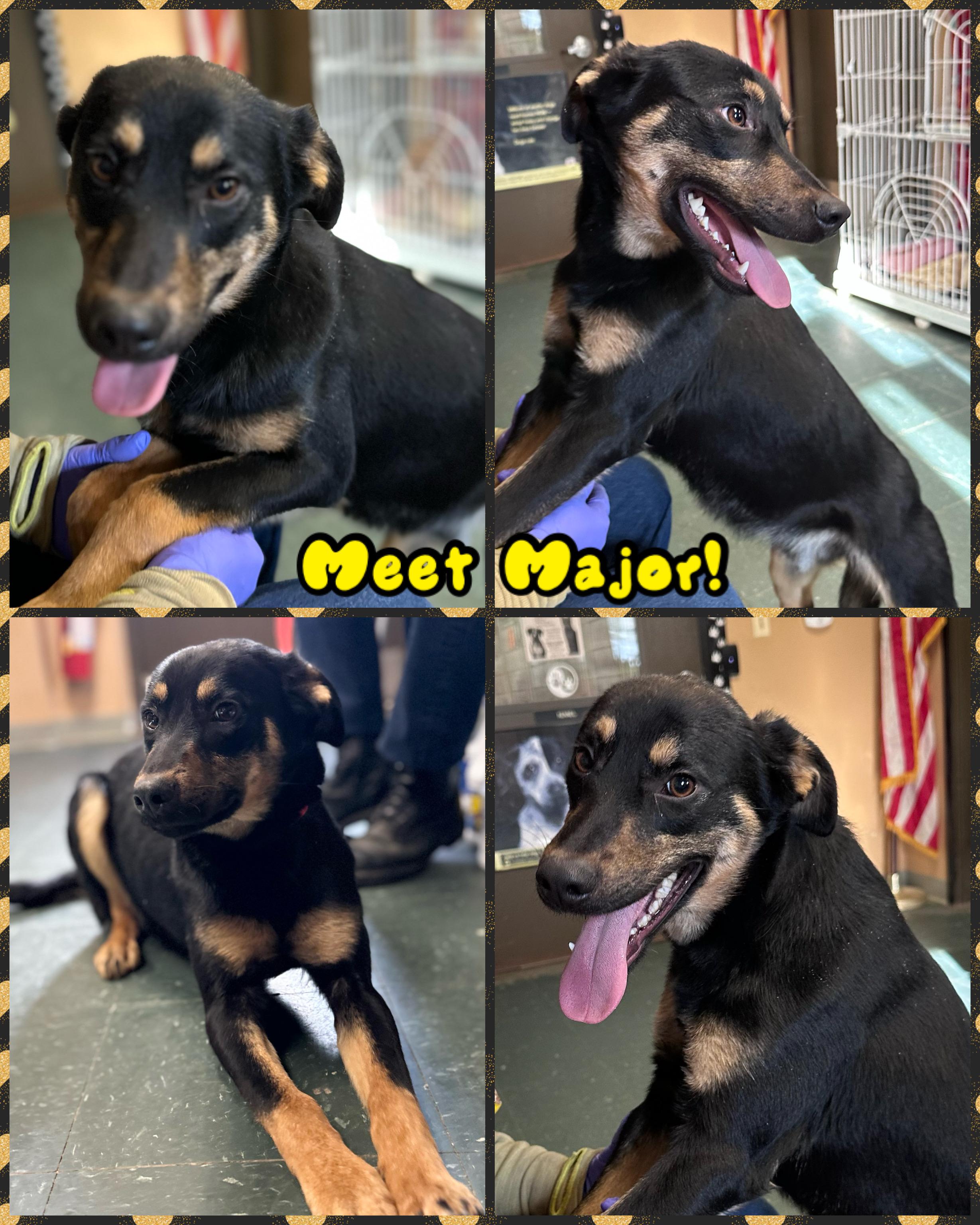 Major, a ADOPTABLE mixed breed in Somerset, NJ image 5/6