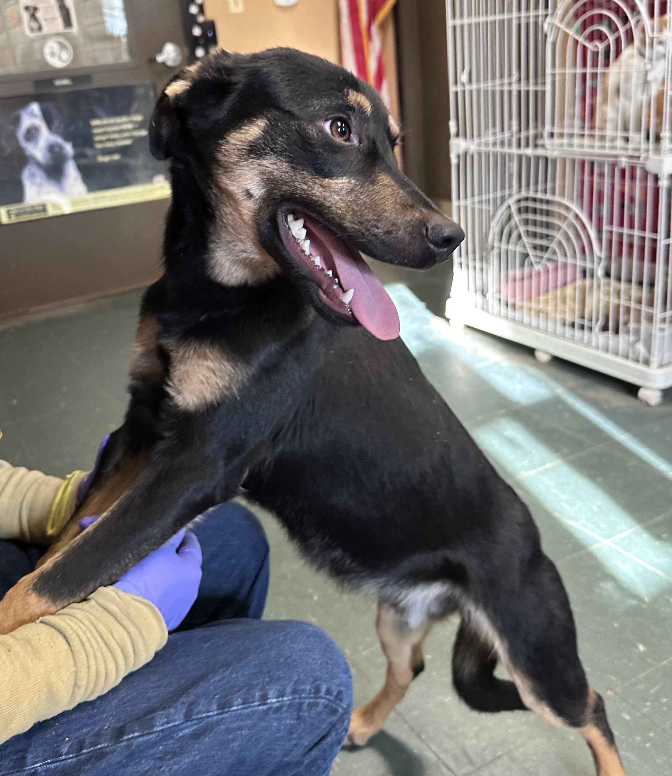 Major, a ADOPTABLE mixed breed in Somerset, NJ image 4/6