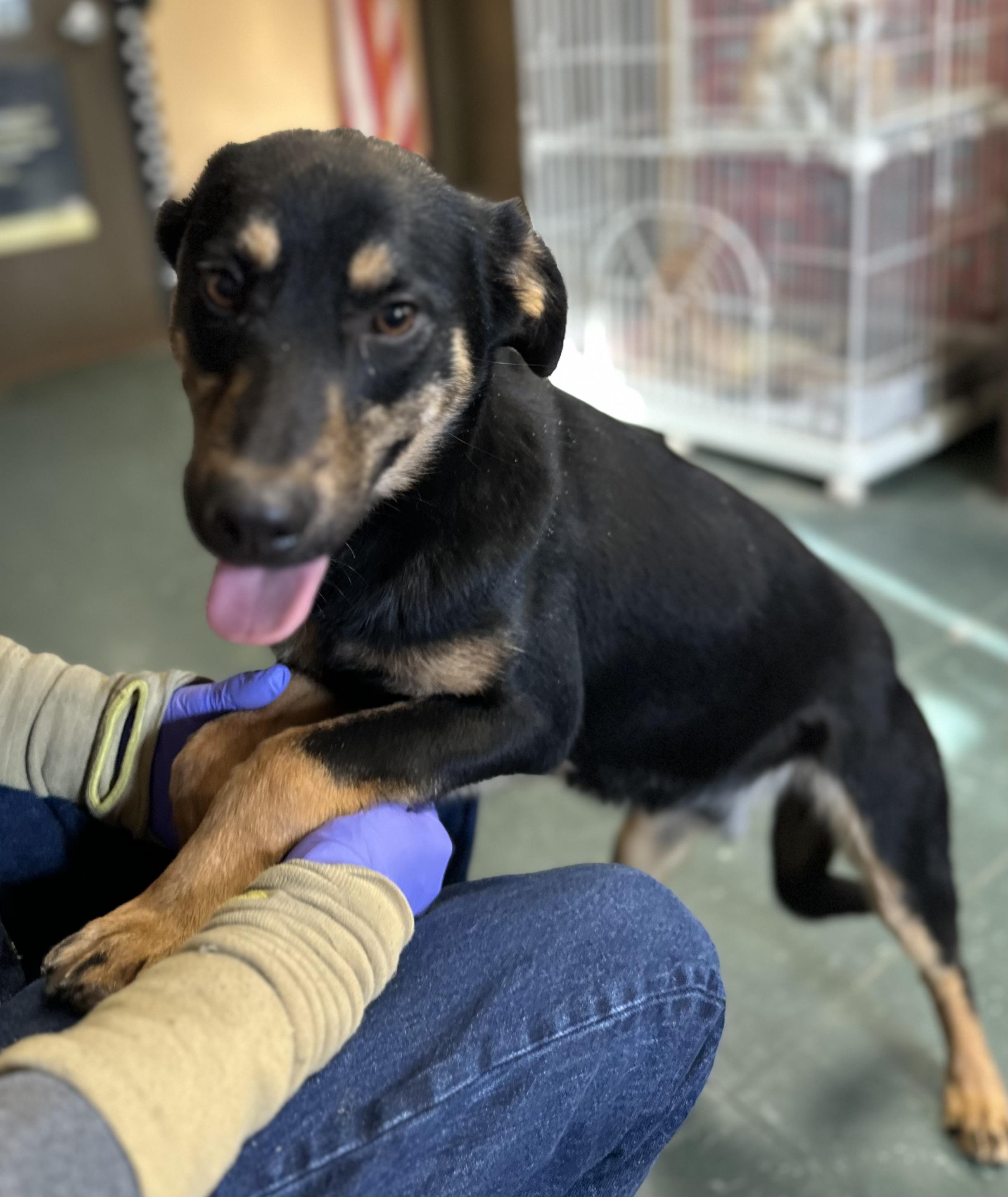 Major, ADOPTABLE, Young Male German Shepherd Dog.