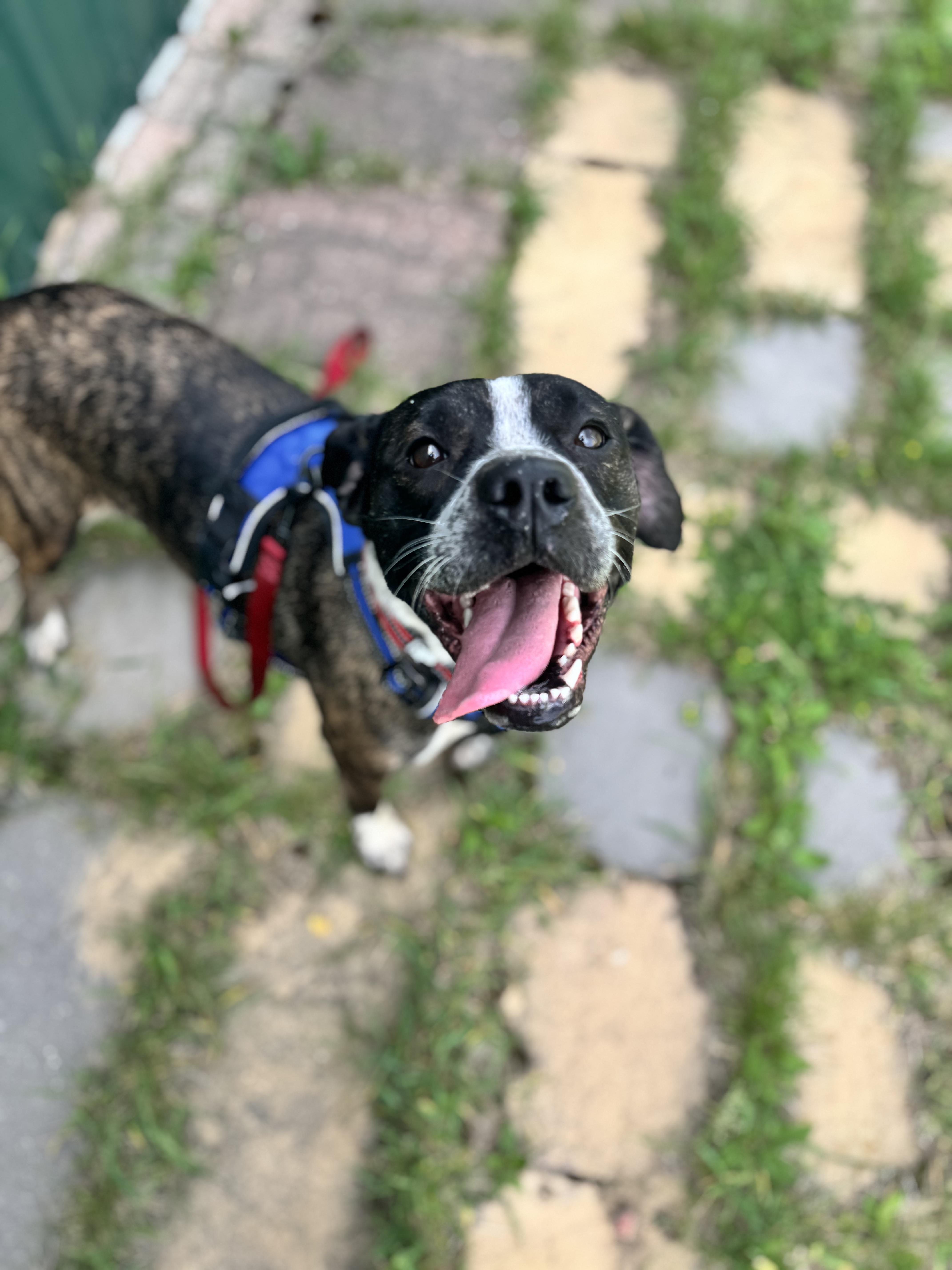 Sammy, a ADOPTABLE Boston Terrier in Dodgeville, WI image 3/4