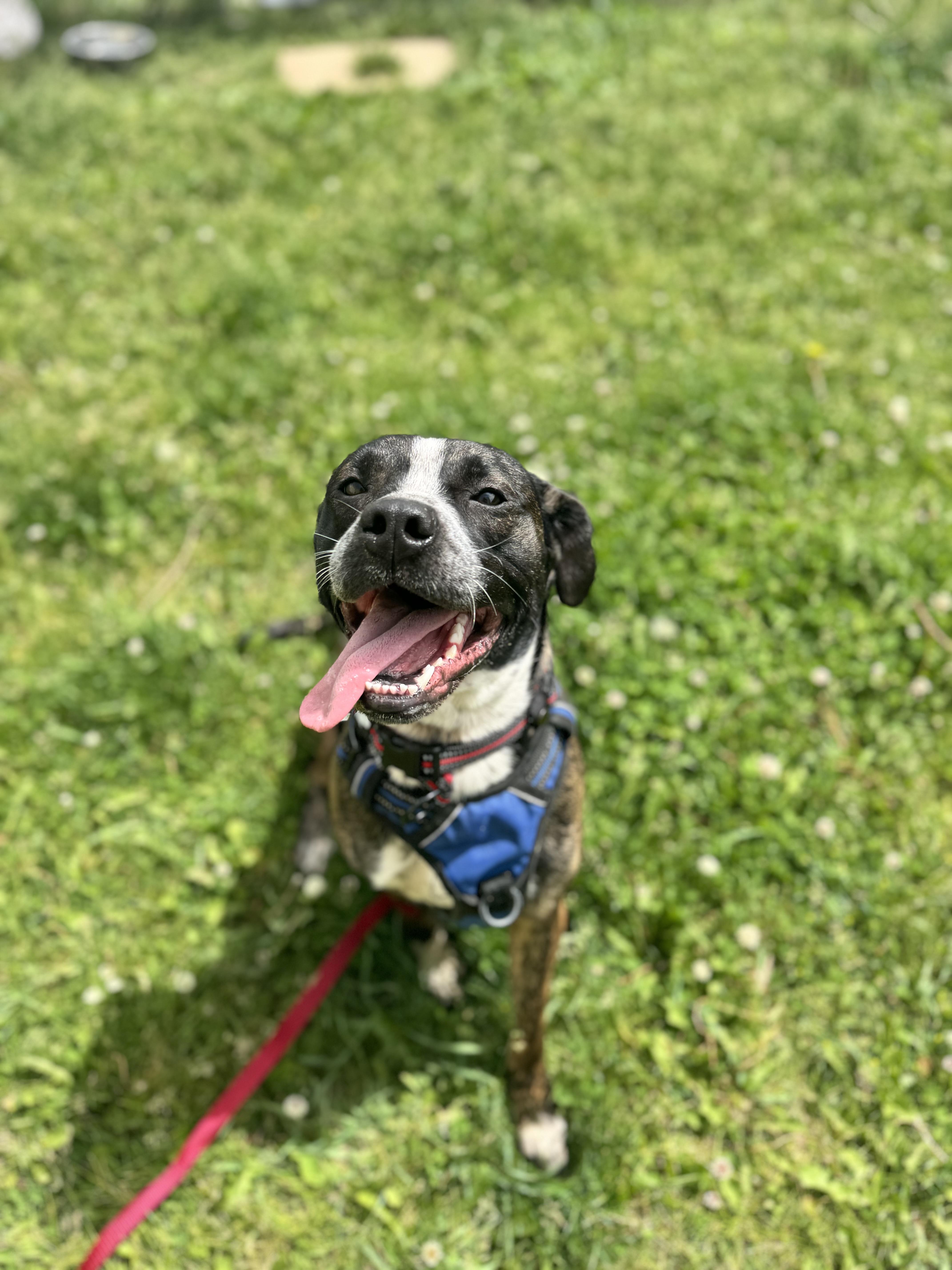 Sammy, ADOPTABLE, Adult Female Boston Terrier.
