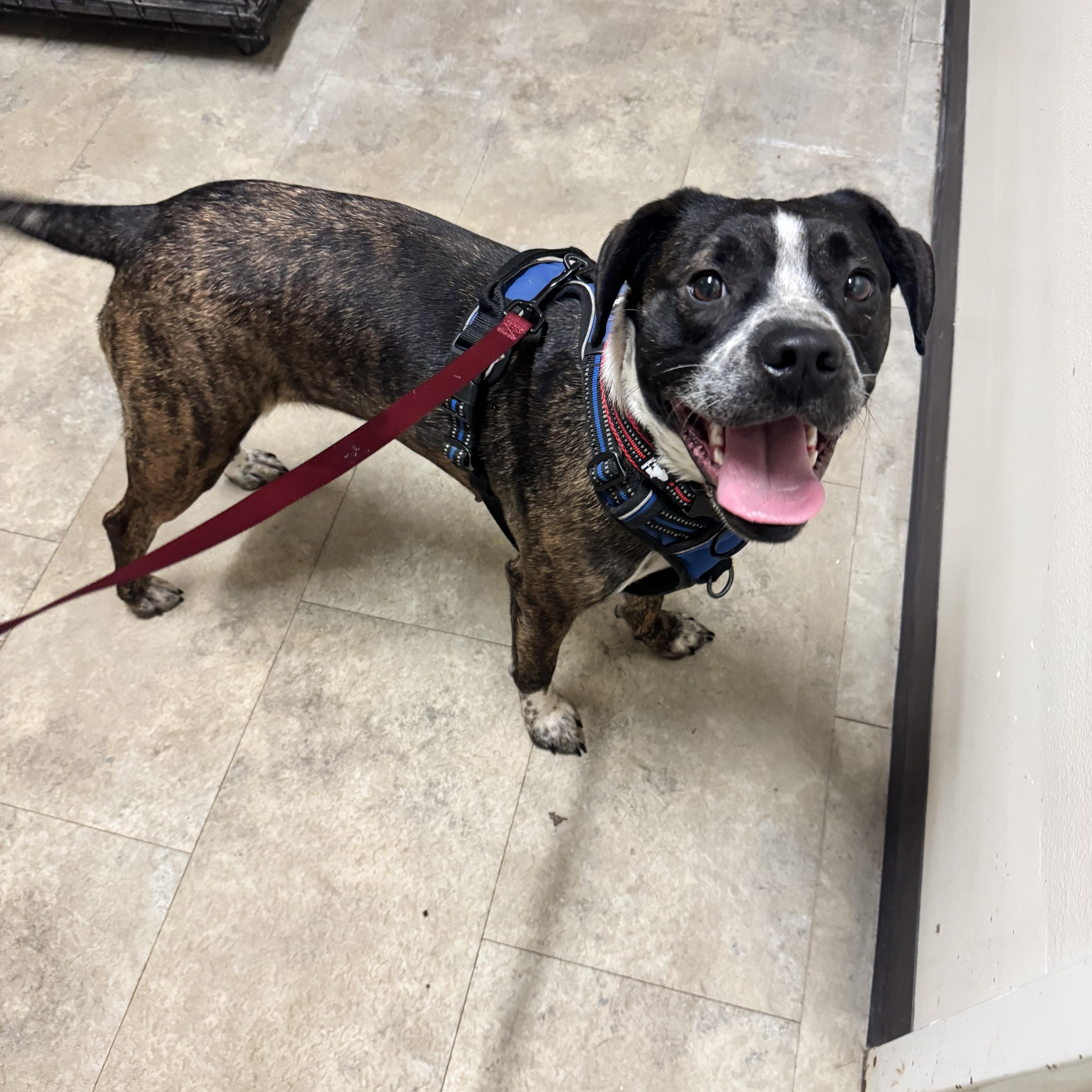 Sammy, a ADOPTABLE Boston Terrier in Dodgeville, WI image 4/4