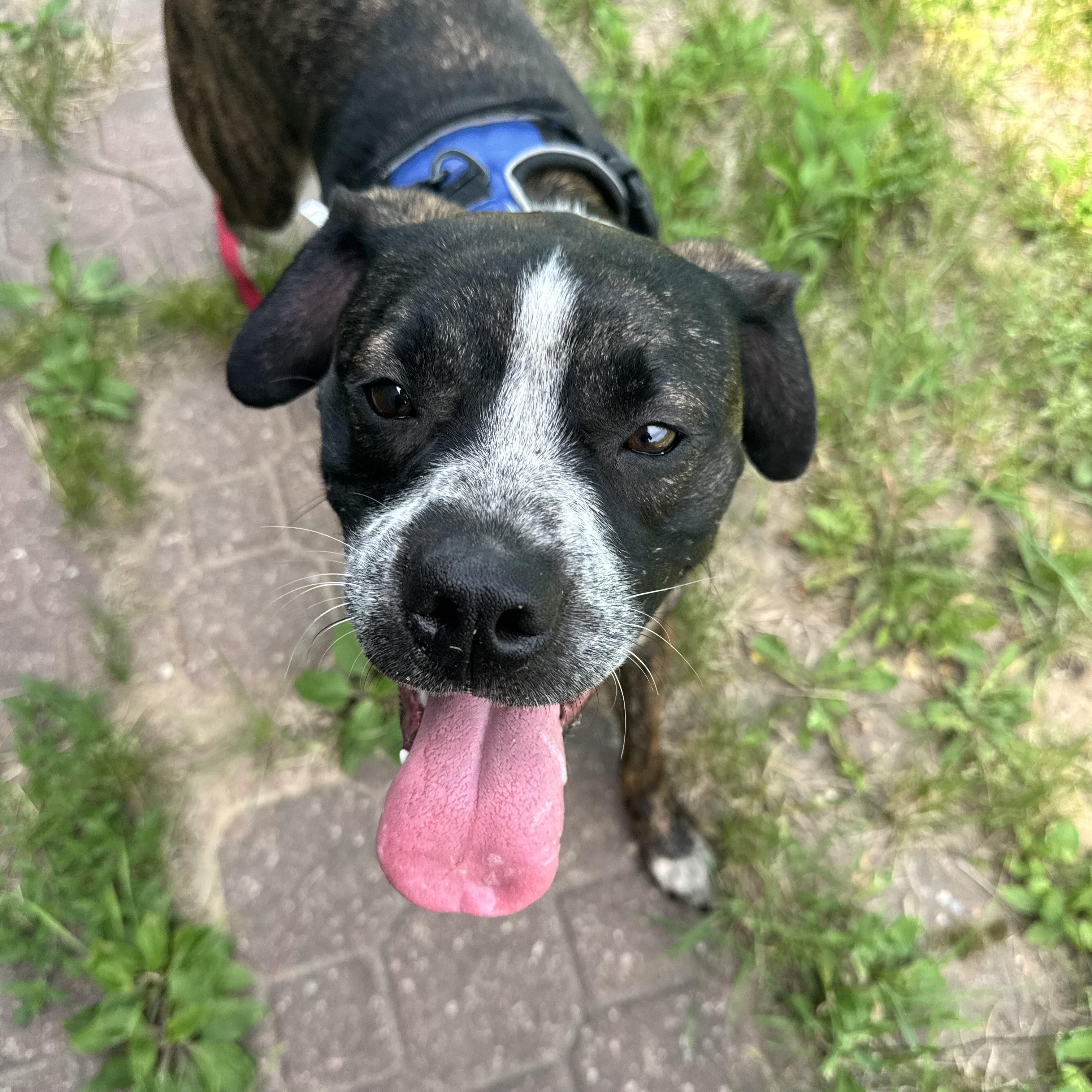 Sammy, a ADOPTABLE Boston Terrier in Dodgeville, WI image 2/4