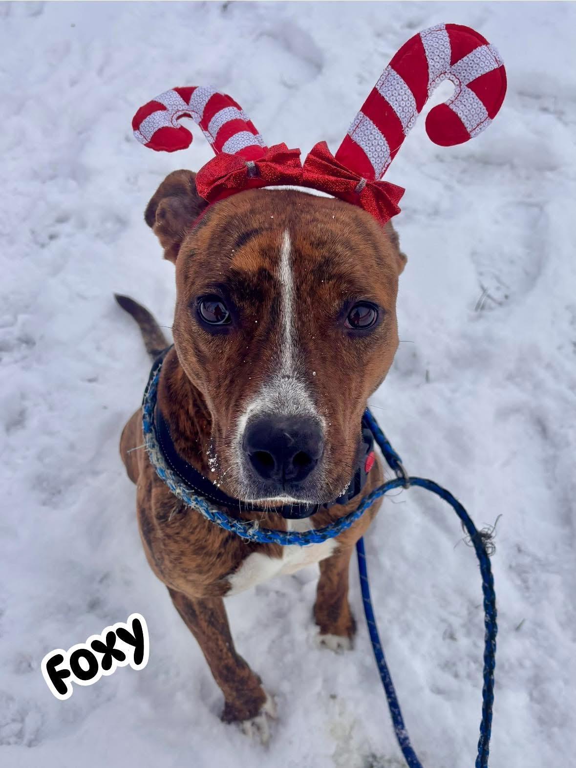 Enlarge Foxy, a Adoptable mixed breed in Vaudreuil-Dorion, QC image 1/6