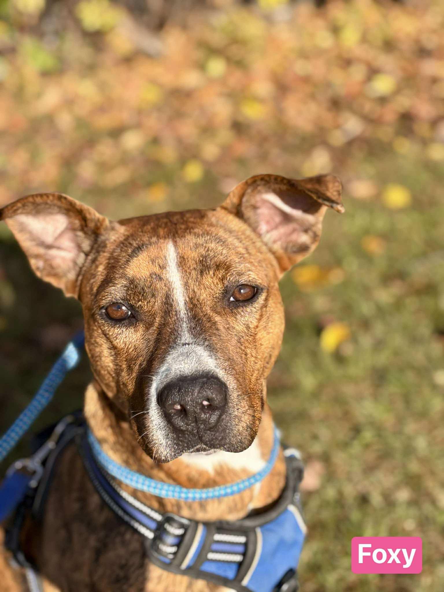 Enlarge Foxy, a Adoptable mixed breed in Vaudreuil-Dorion, QC image 3/5