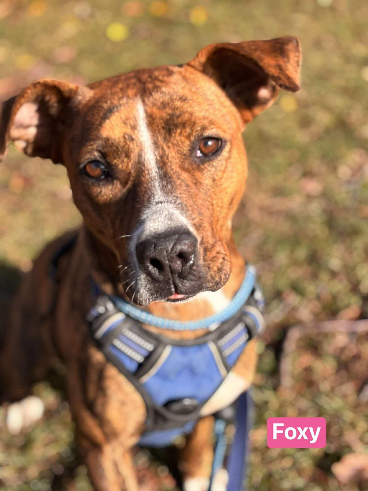 Enlarge Foxy, a Adoptable mixed breed in Vaudreuil-Dorion, QC image 5/5