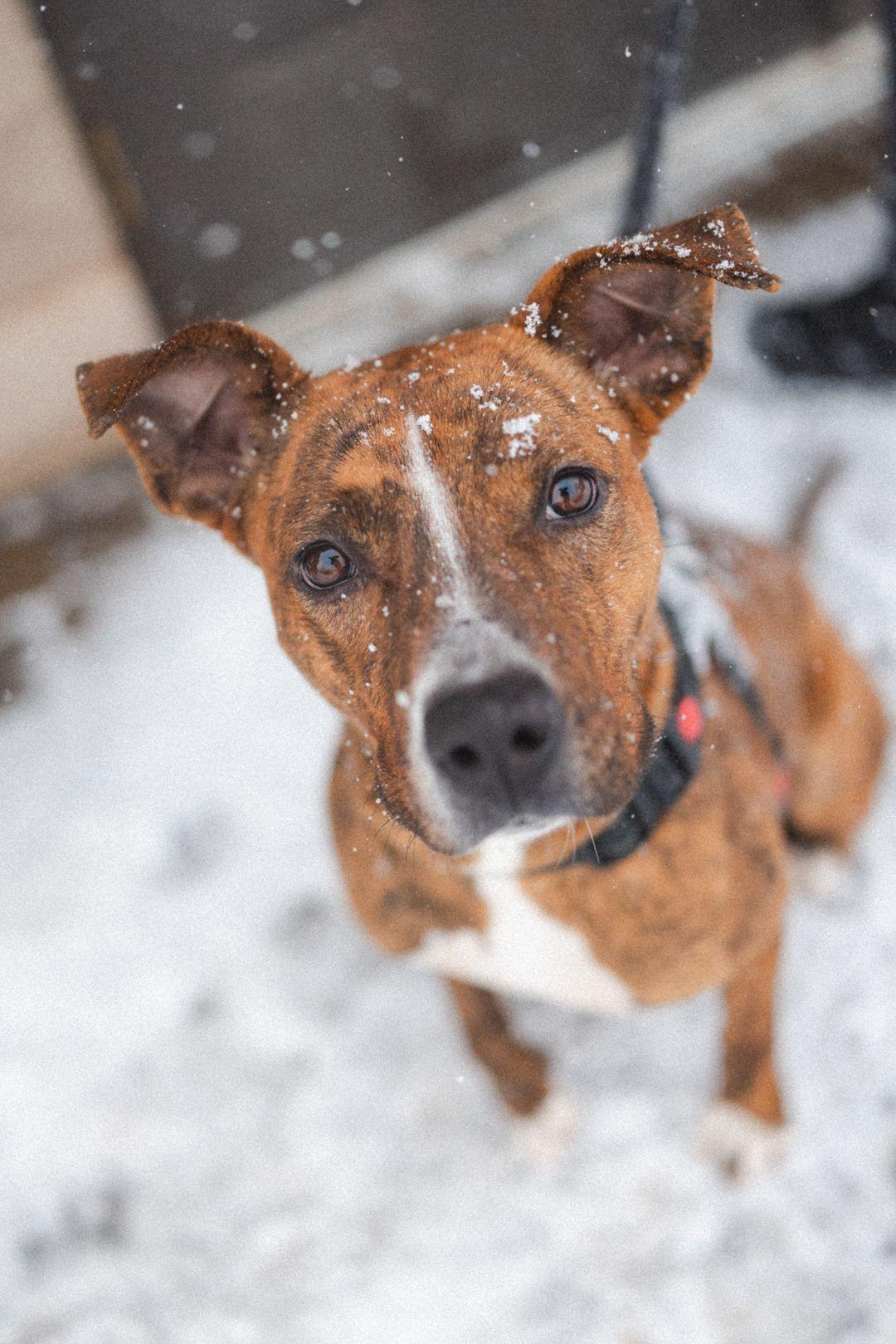 Foxy, Adoptable, Adult Female American Bully.