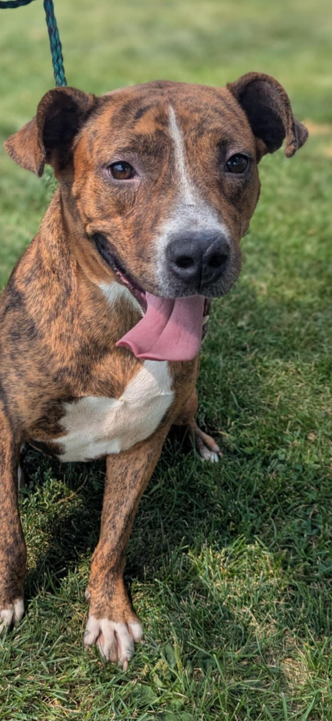 Foxy, Adoptable, Adult Female American Bully.