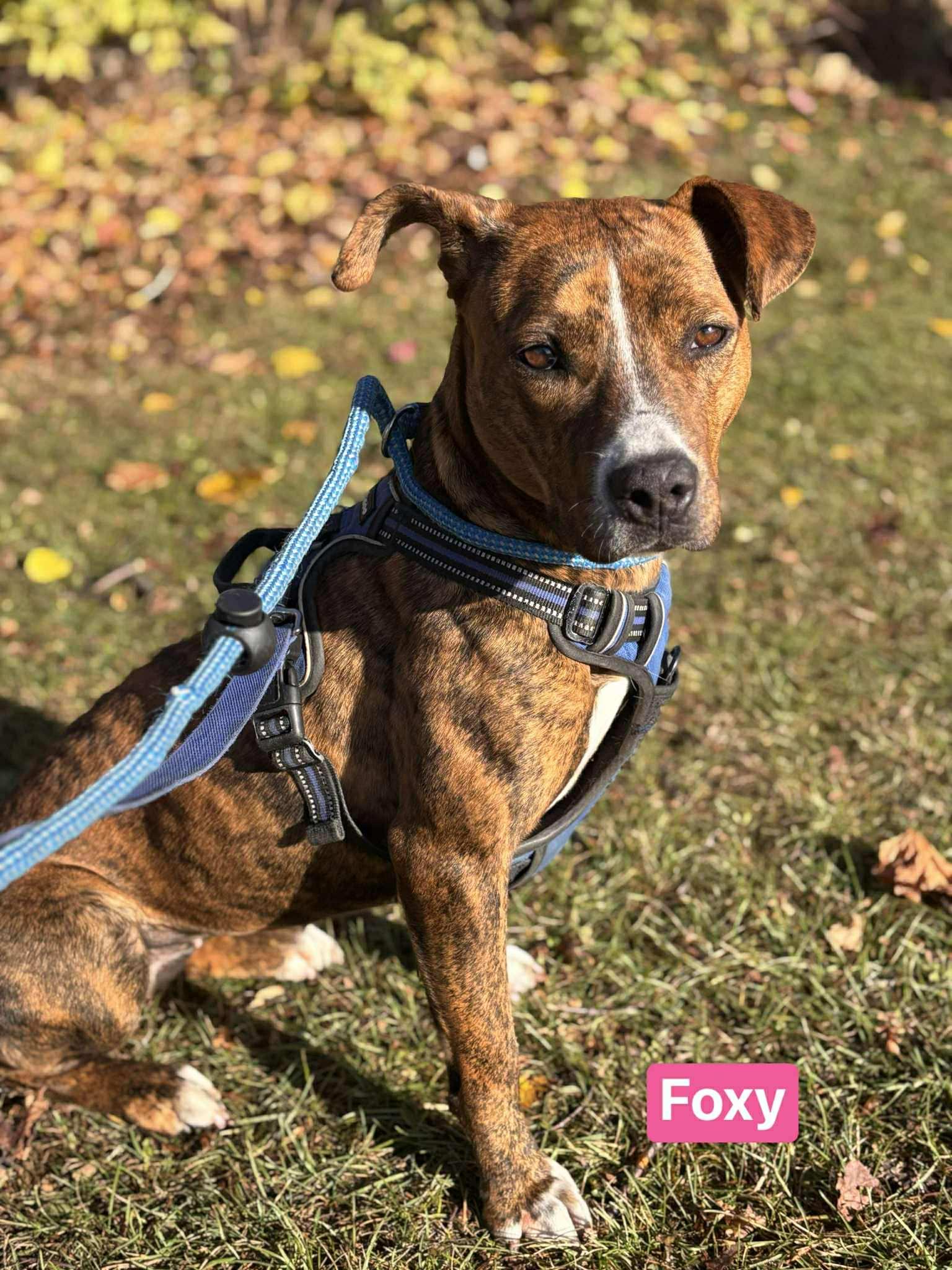 Enlarge Foxy, a Adoptable mixed breed in Vaudreuil-Dorion, QC image 1/5