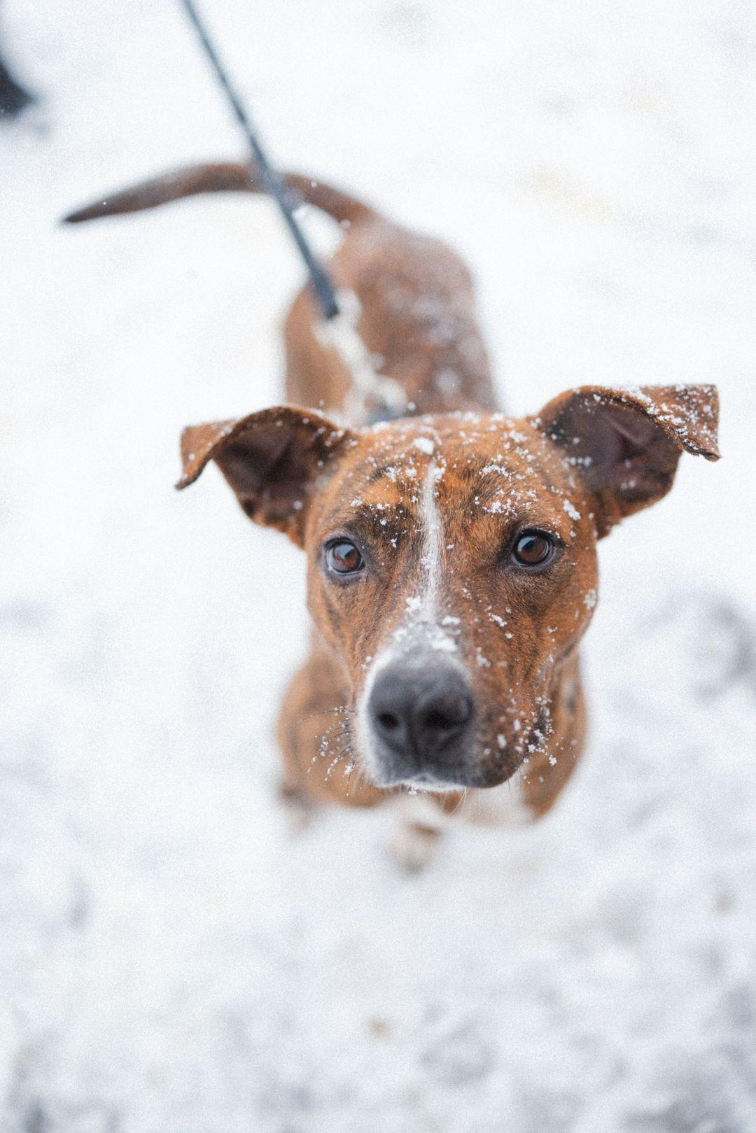 Foxy, a Adoptable mixed breed in Vaudreuil-Dorion, QC image 2/6
