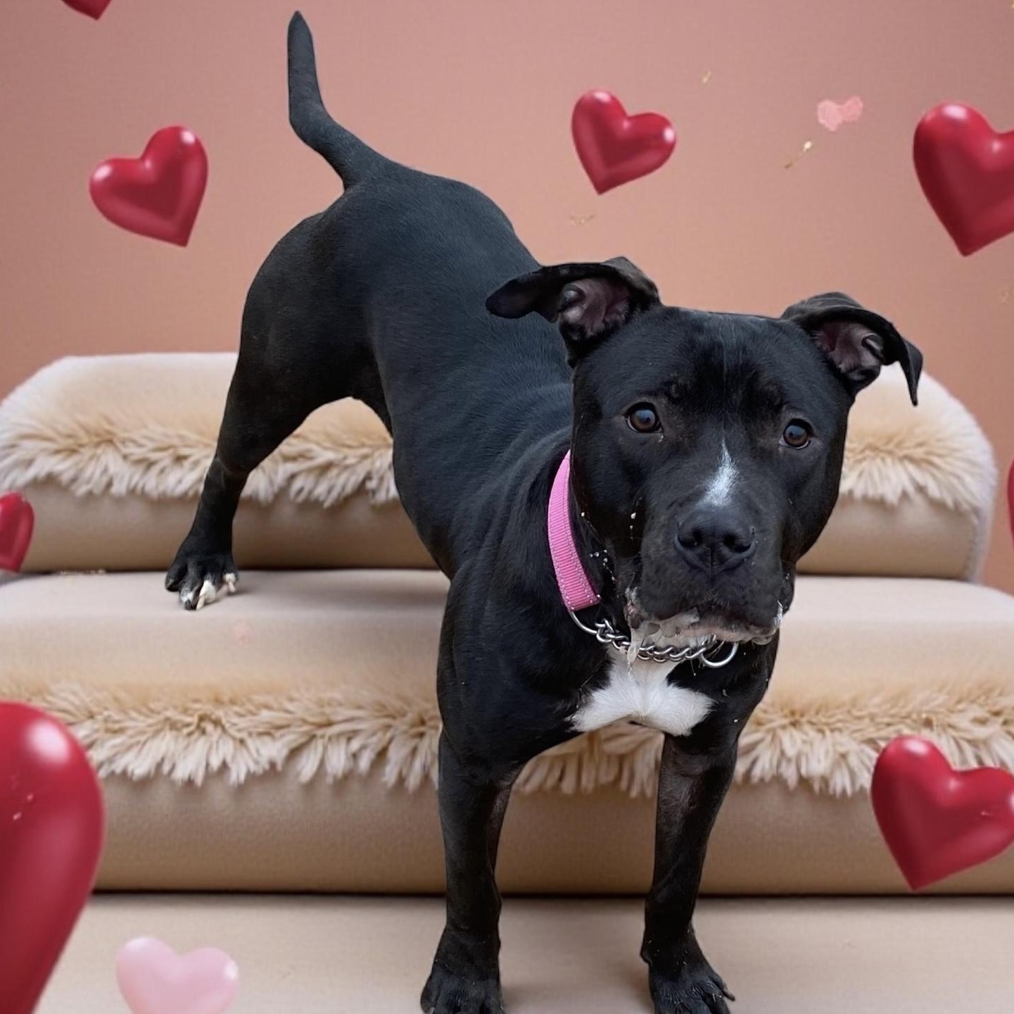 Nyla, Adoptable, Young Female Terrier & Pit Bull Terrier.