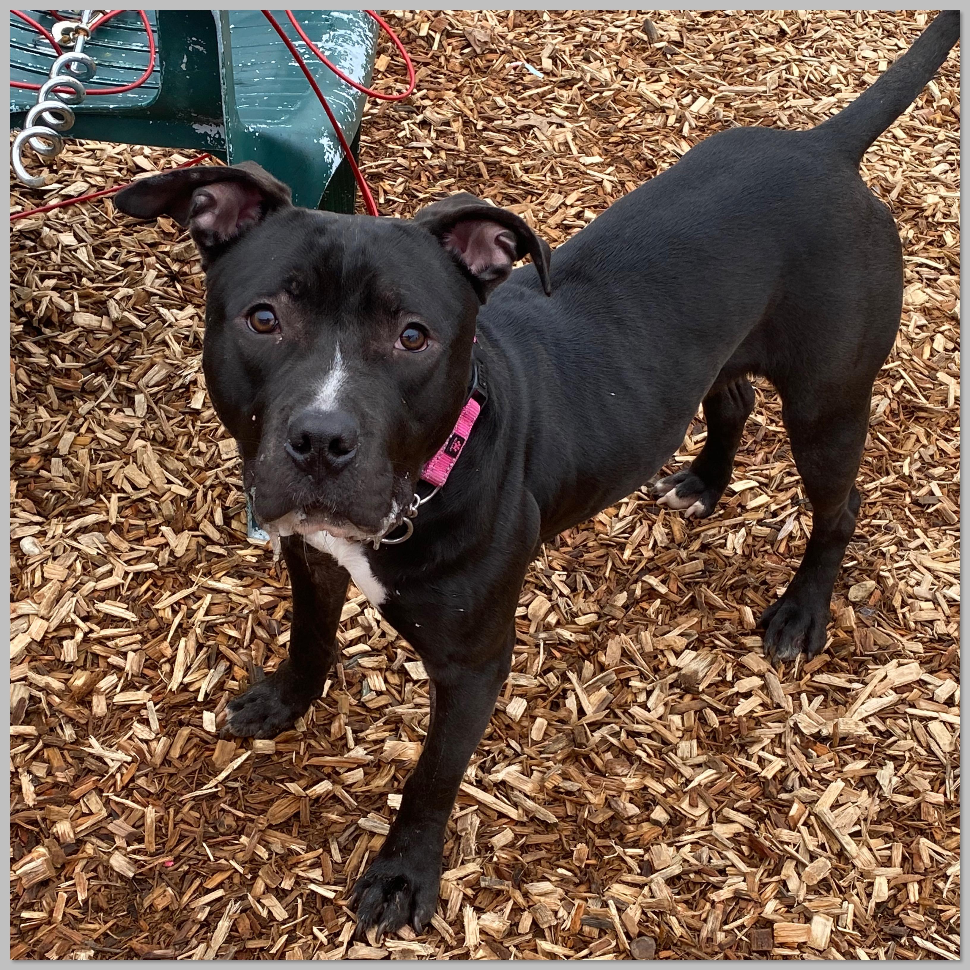 Enlarge Nyla, a Adoptable mixed breed in Elyria, OH image 3/4