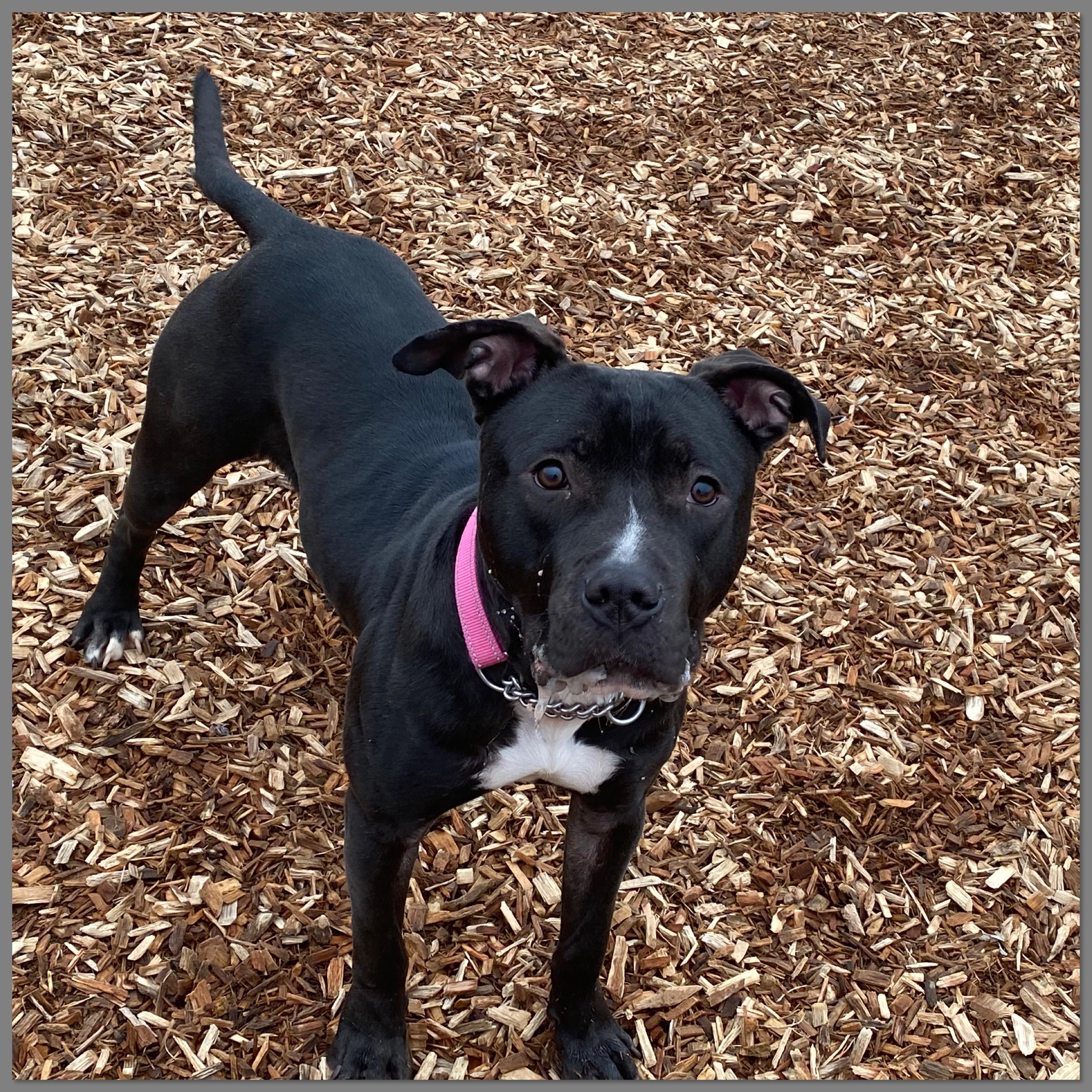Enlarge Nyla, a Adoptable mixed breed in Elyria, OH image 2/4