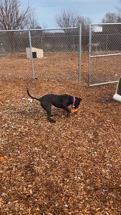 Enlarge Nyla, a Adoptable mixed breed in Elyria, OH video 4/4