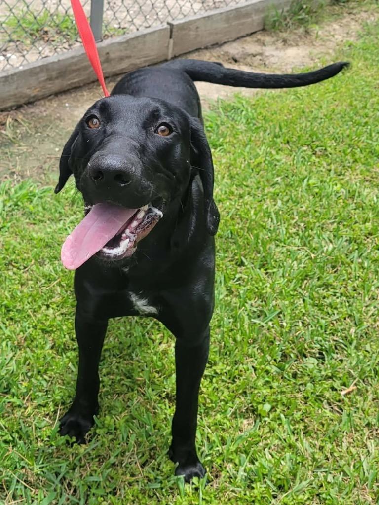 King (Burger King), Adoptable, Young Male Labrador Retriever & Hound.