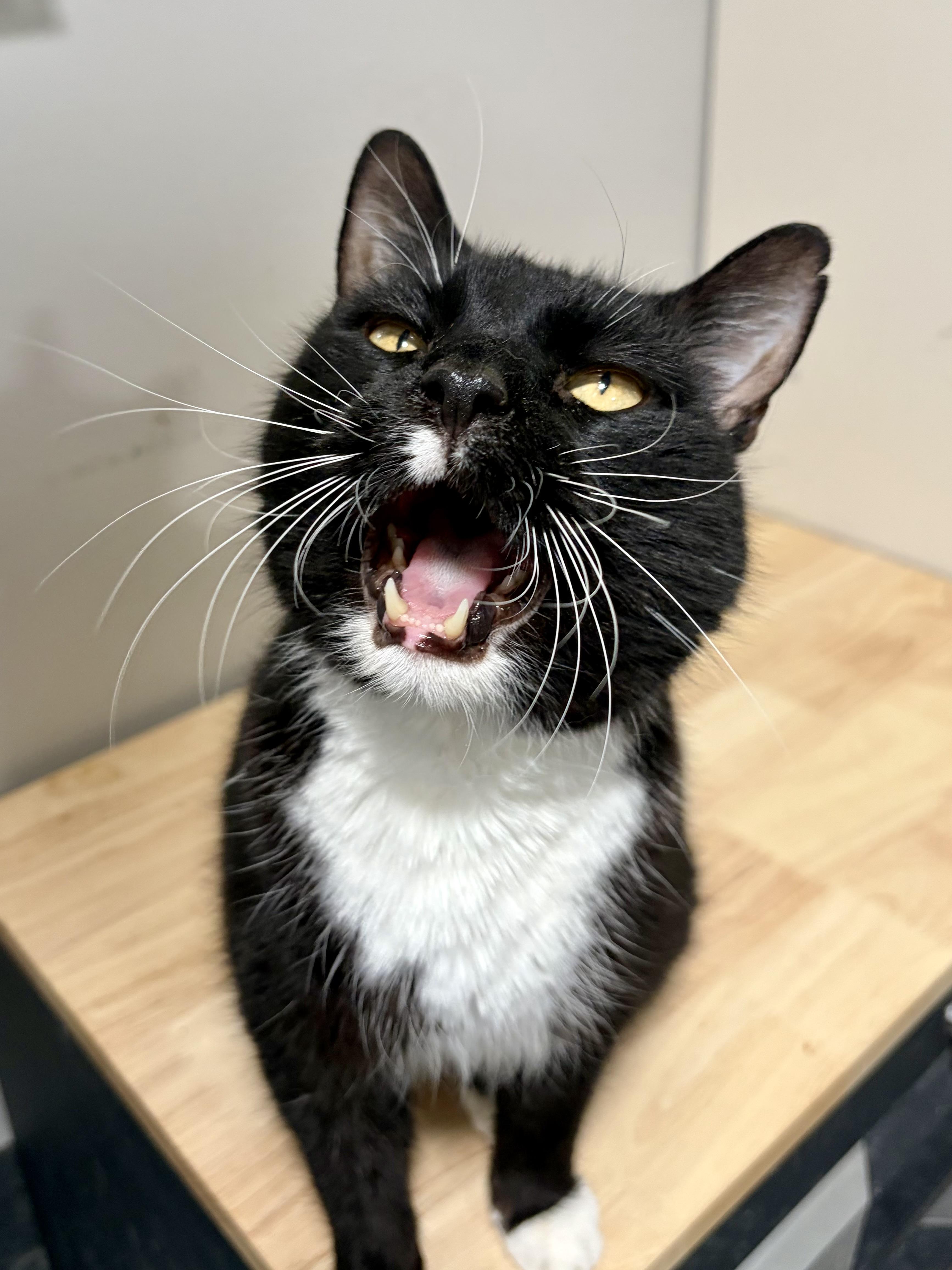 Banjo, a ADOPTABLE American Shorthair in West newton, PA image 2/5