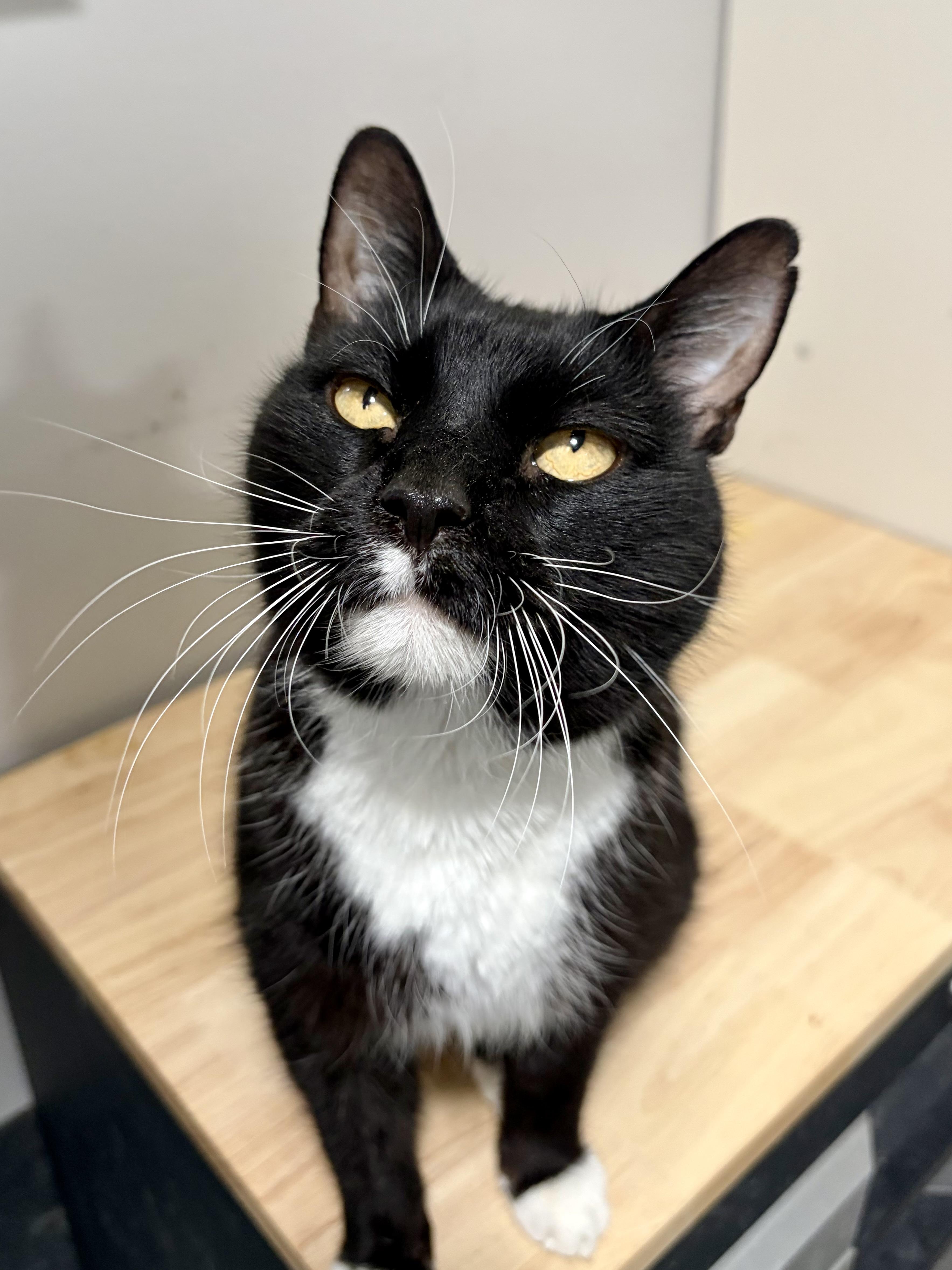 Banjo, ADOPTABLE, Adult Male American Shorthair.