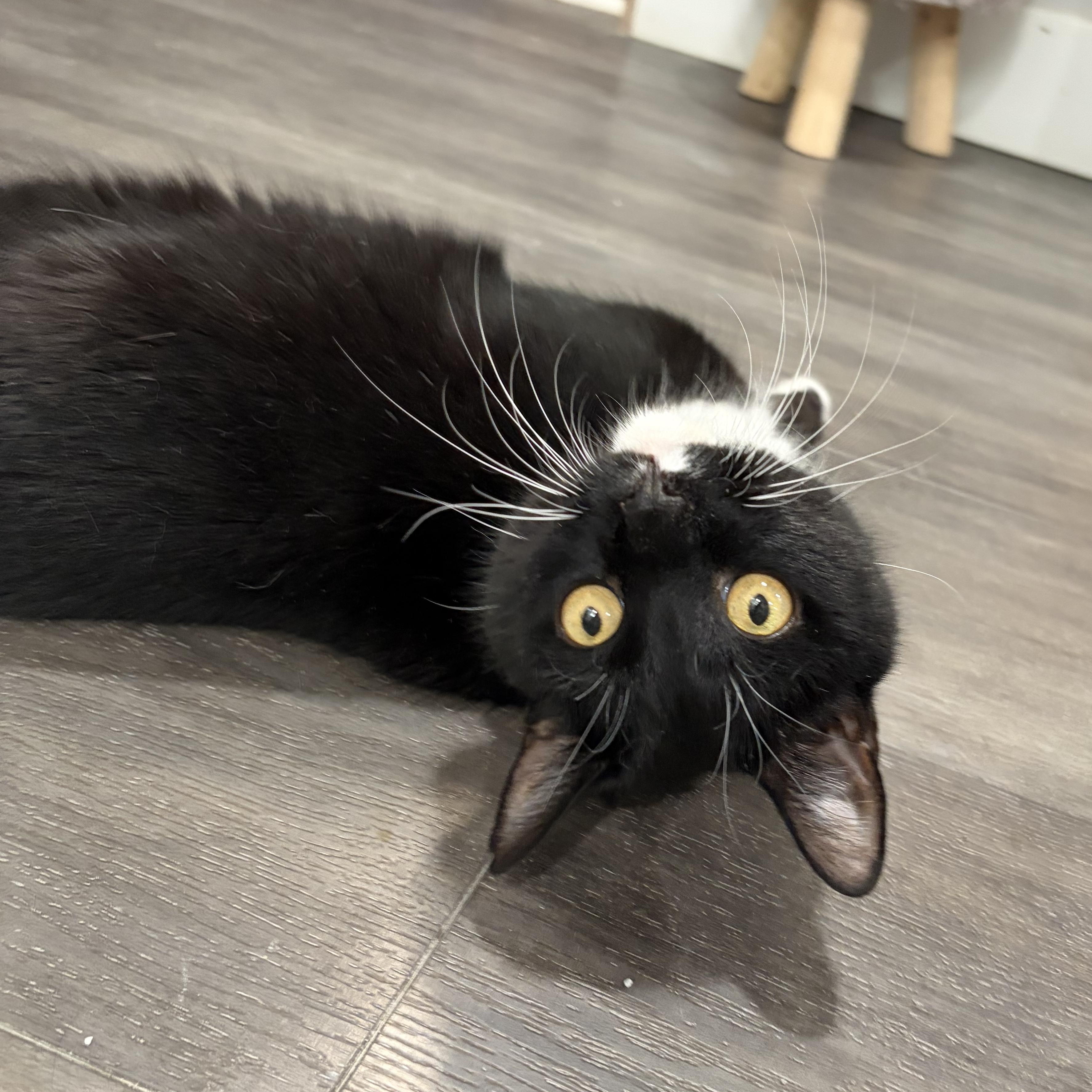 Banjo, a ADOPTABLE American Shorthair in West newton, PA image 5/5