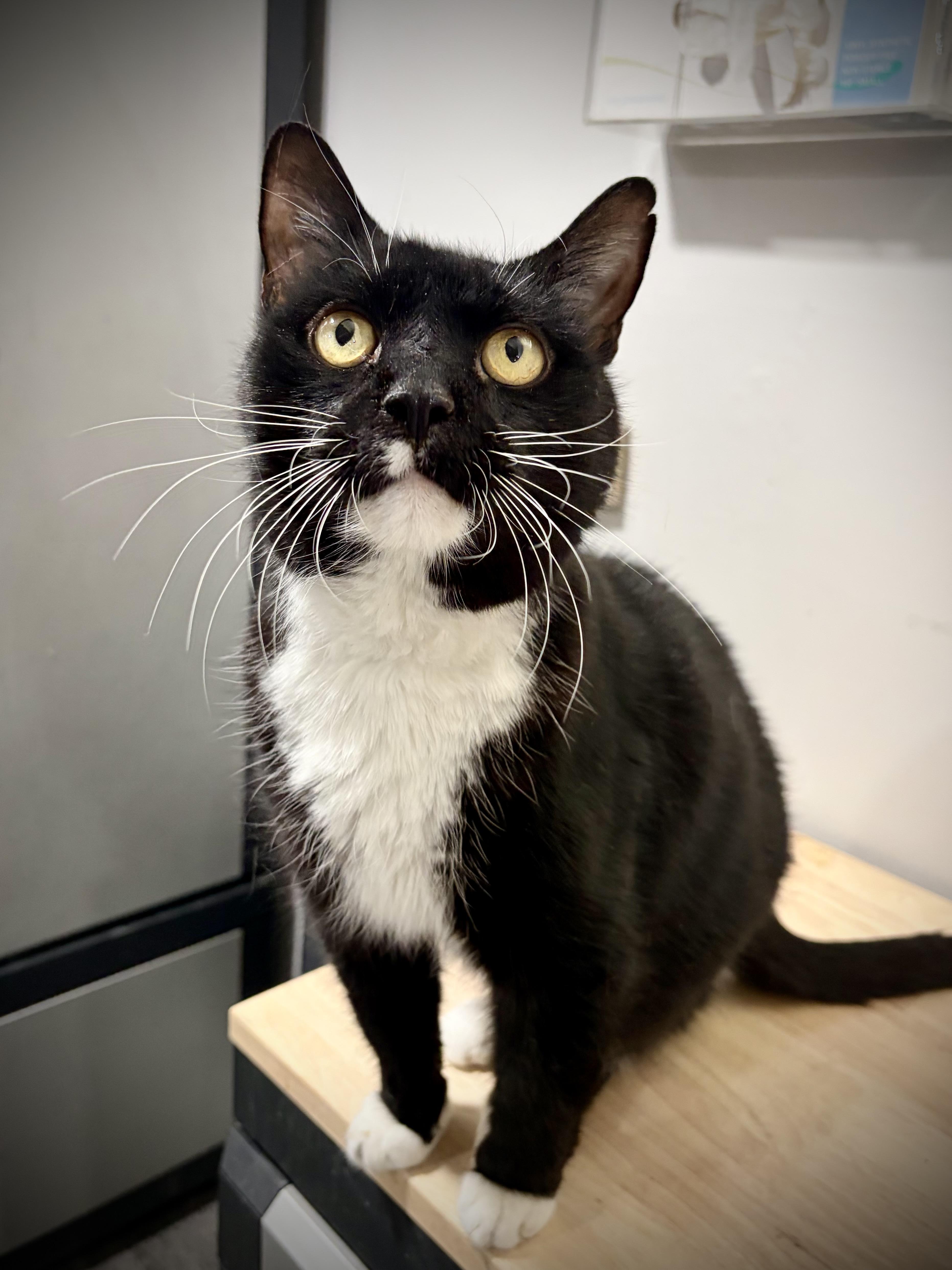 Banjo, a ADOPTABLE American Shorthair in West newton, PA image 3/5