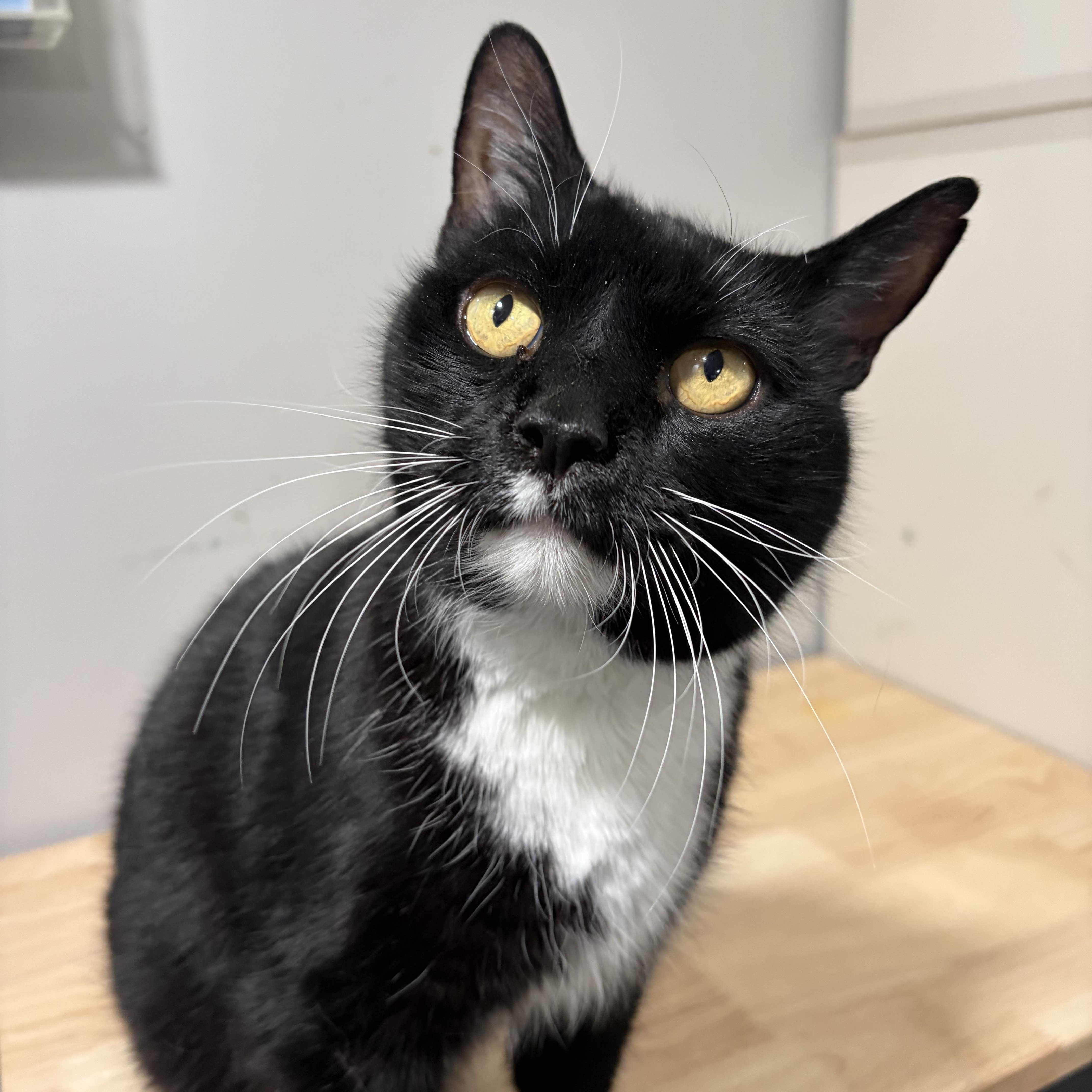 Banjo, a ADOPTABLE American Shorthair in West newton, PA image 4/5