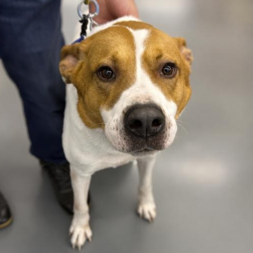 Toffee, a ADOPTABLE Mixed Breed in Naperville, IL image 3/3