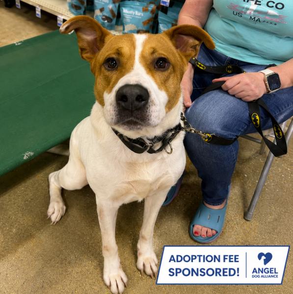 Toffee, a ADOPTABLE Mixed Breed in Naperville, IL image 1/3